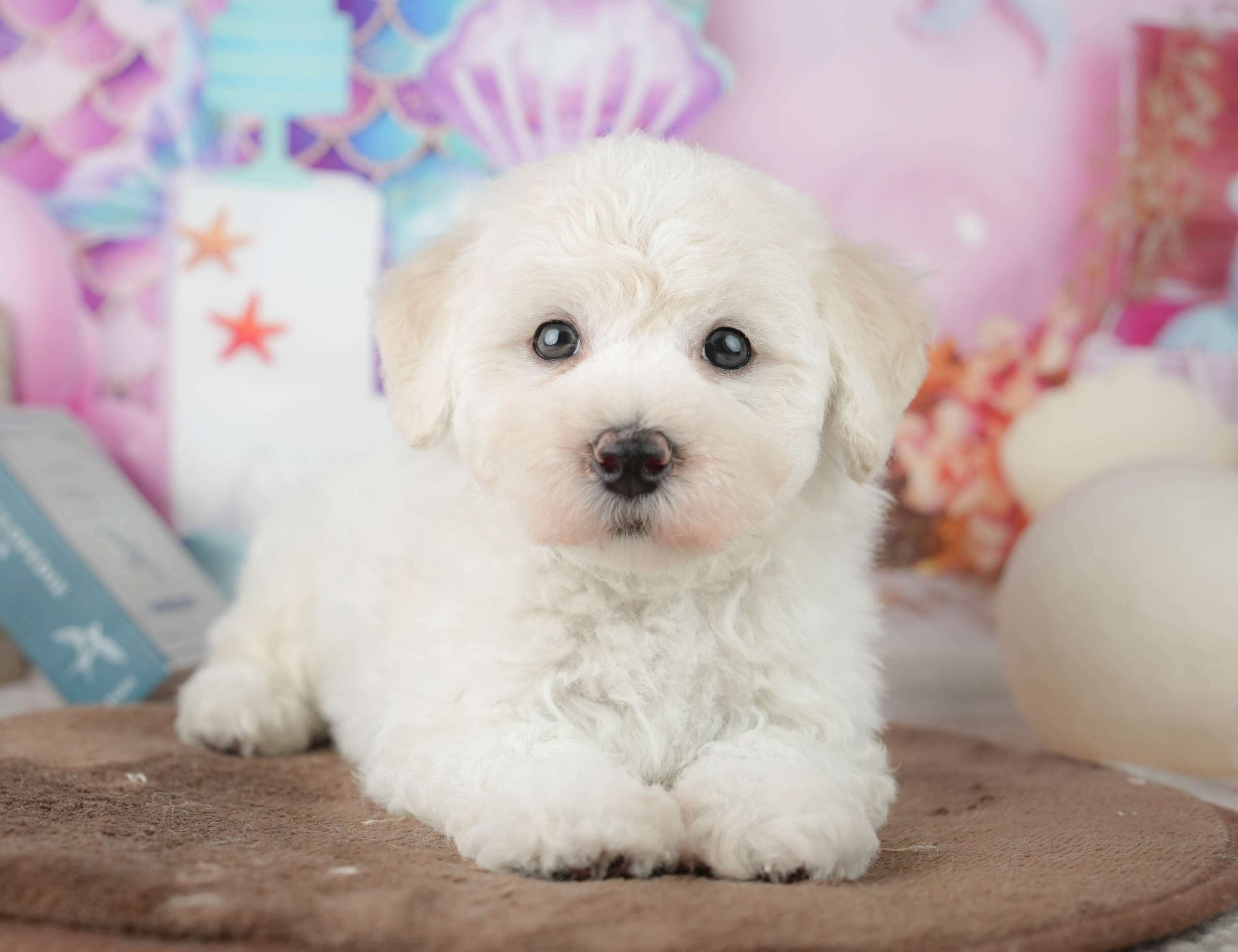 マルプー | 男の子 | ホワイト | 2026年1月24日