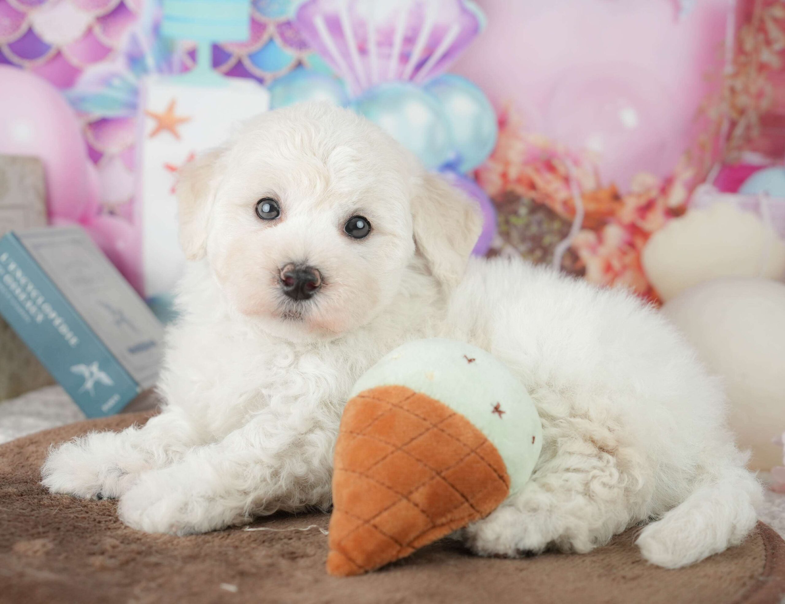 マルプー | 男の子 | ホワイト | 2026年1月24日