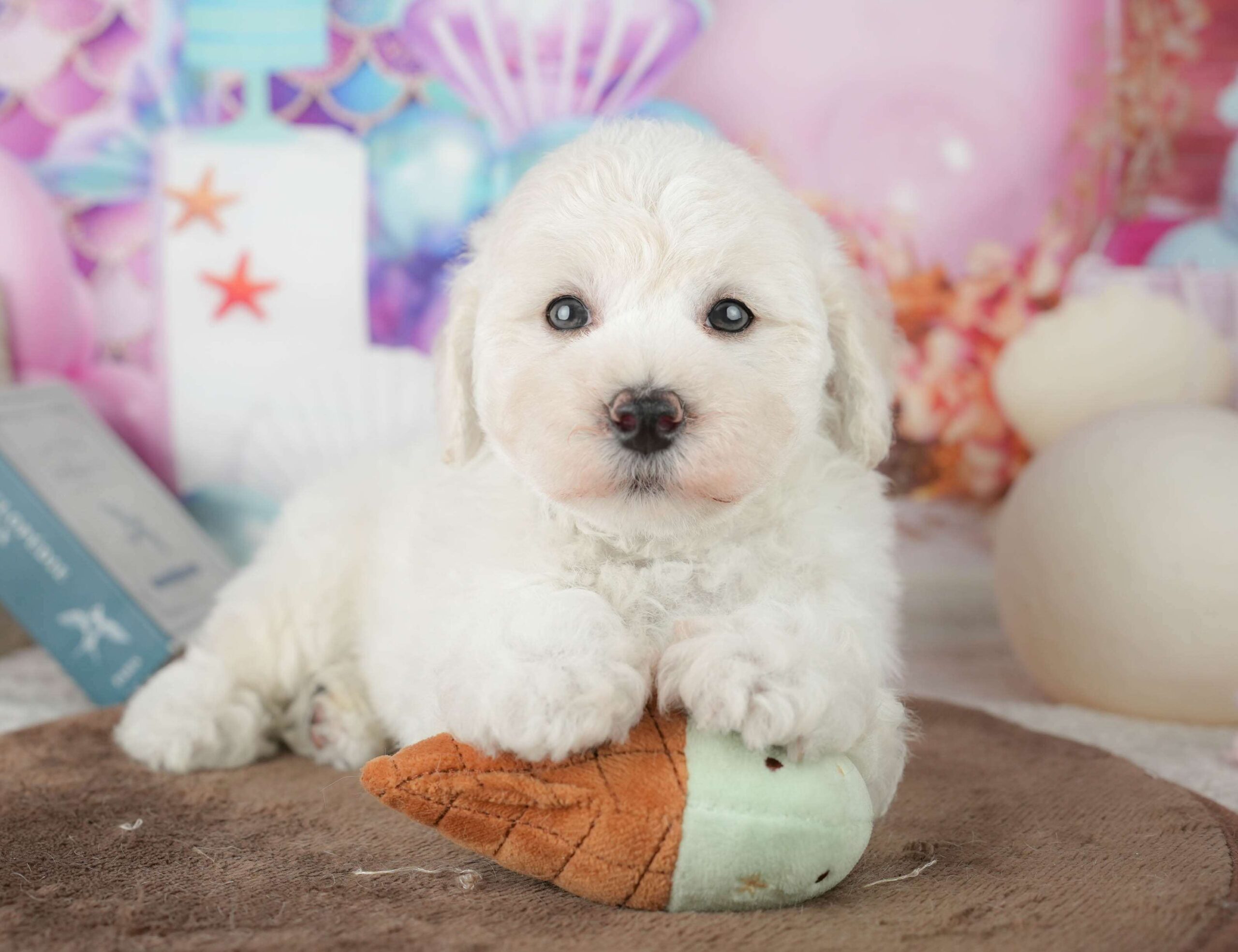 マルプー | 男の子 | ホワイト | 2026年1月24日