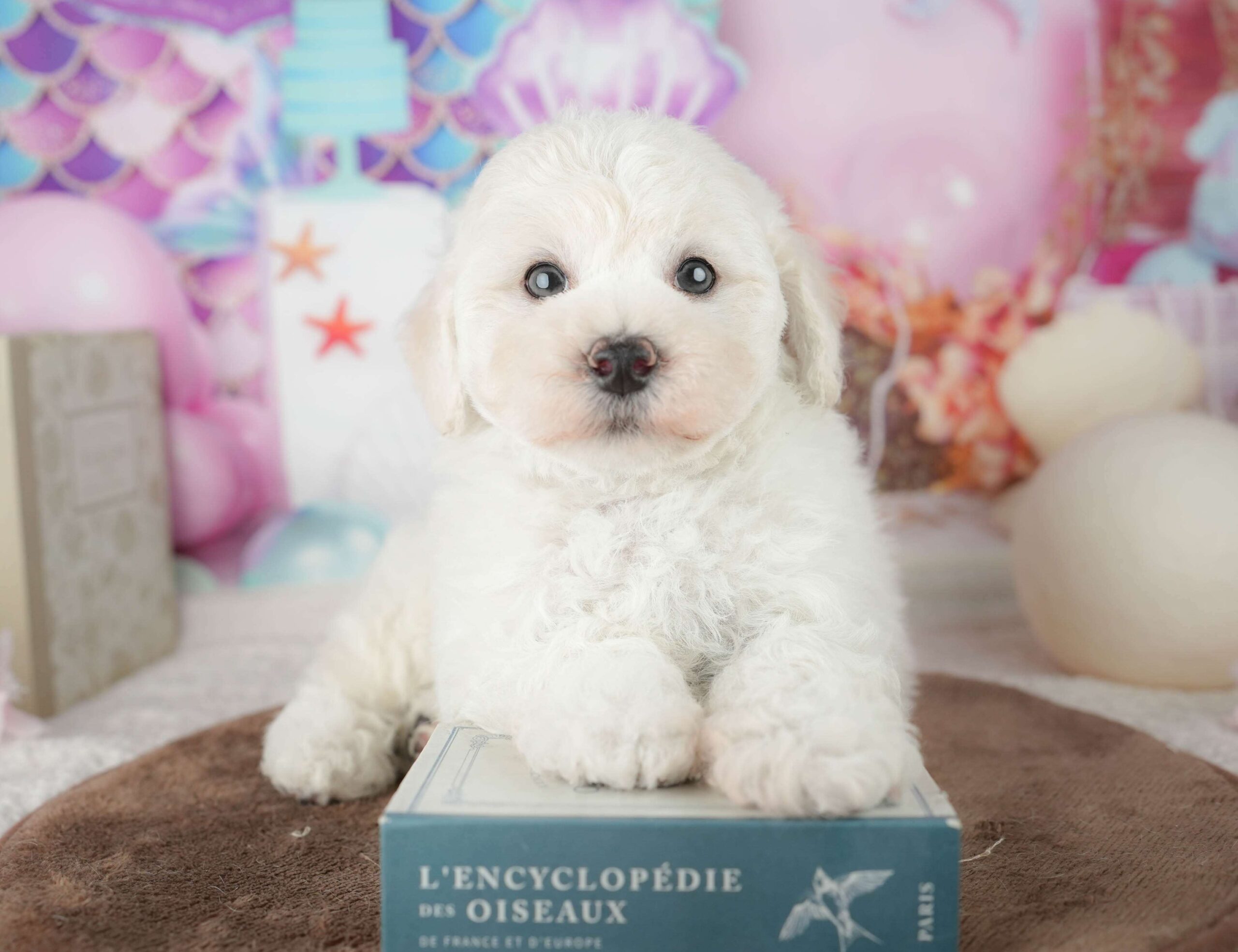 マルプー | 男の子 | ホワイト | 2026年1月24日