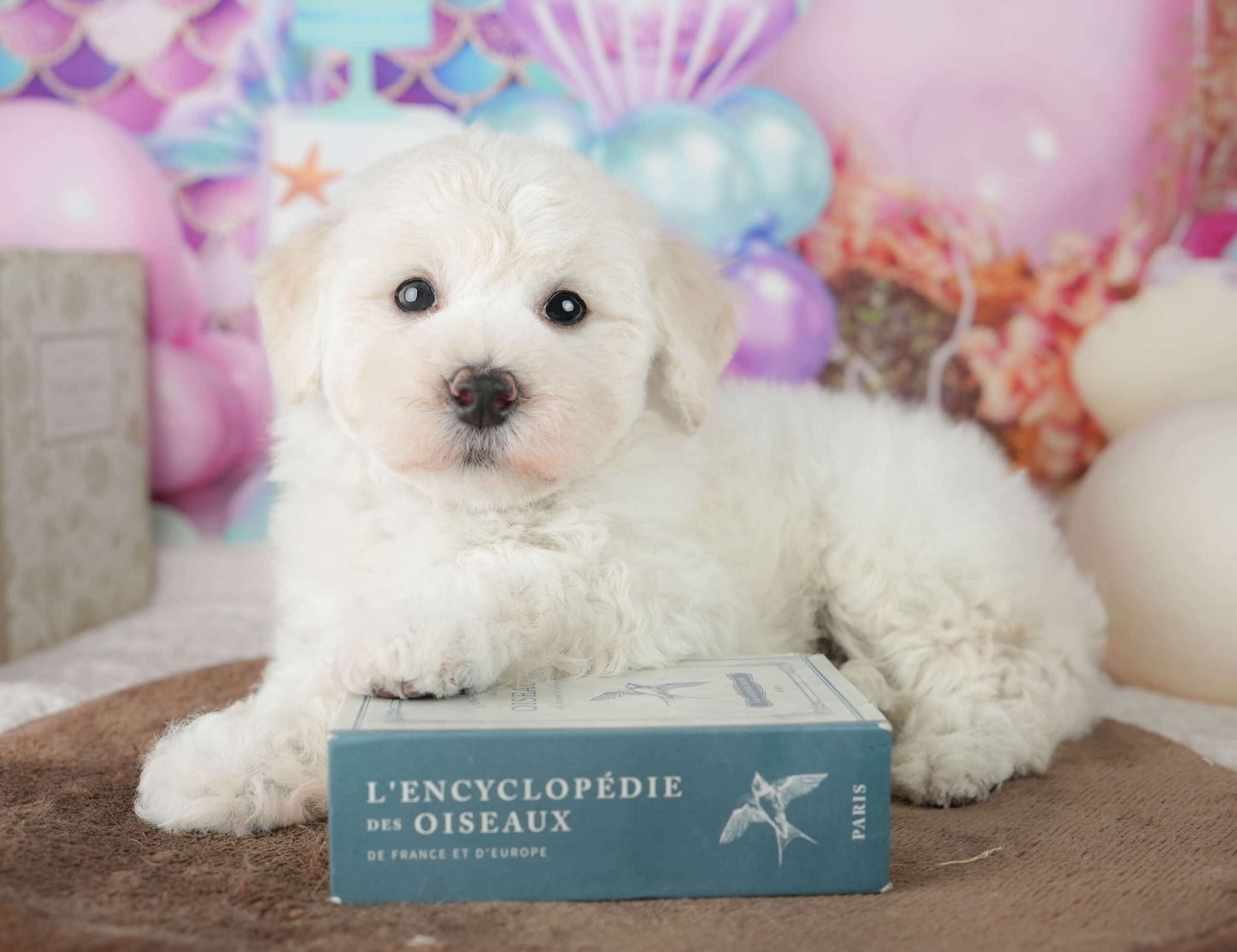 マルプー | 男の子 | ホワイト | 2026年1月24日