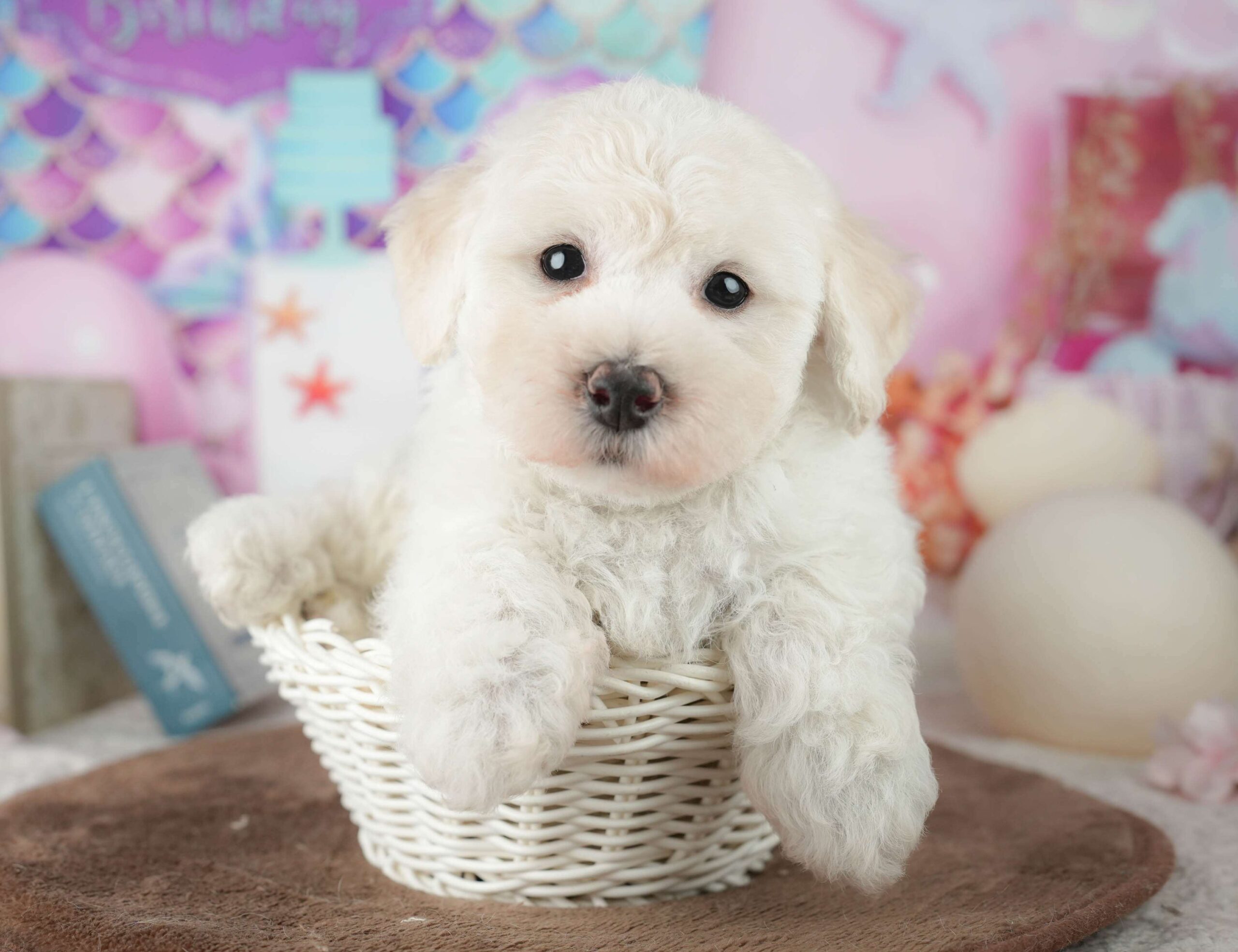 マルプー | 男の子 | ホワイト | 2026年1月24日