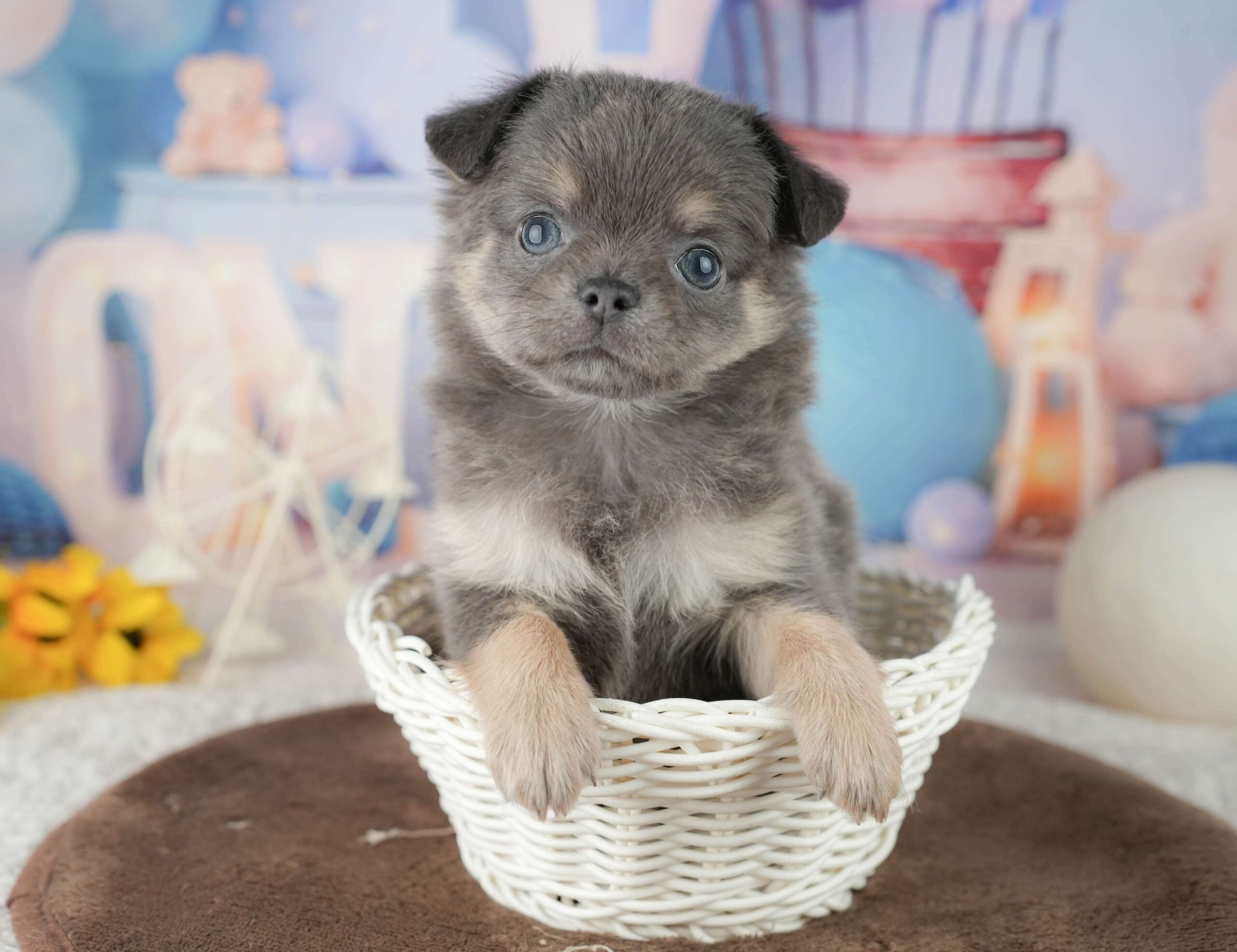 チワワ(ロング) | 女の子 | ブルー&タン | 2026年1月24日