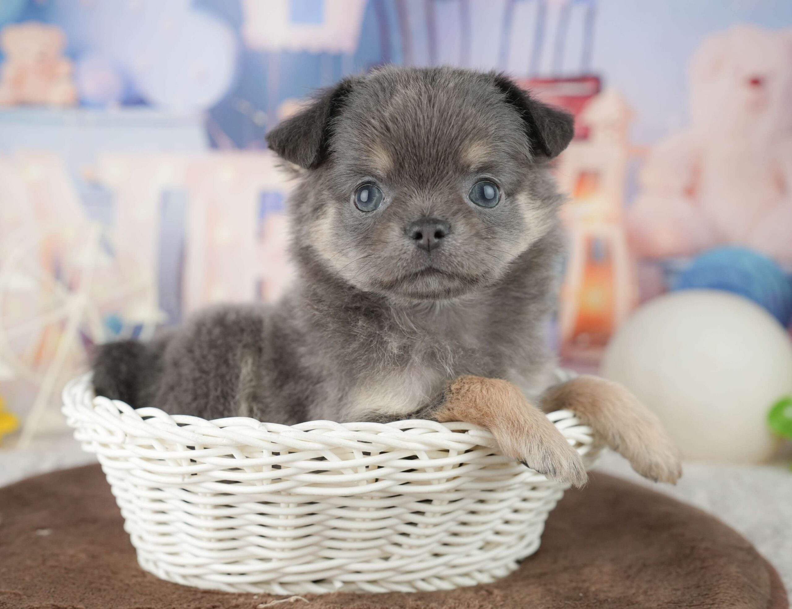 チワワ(ロング) | 女の子 | ブルー&タン | 2026年1月24日