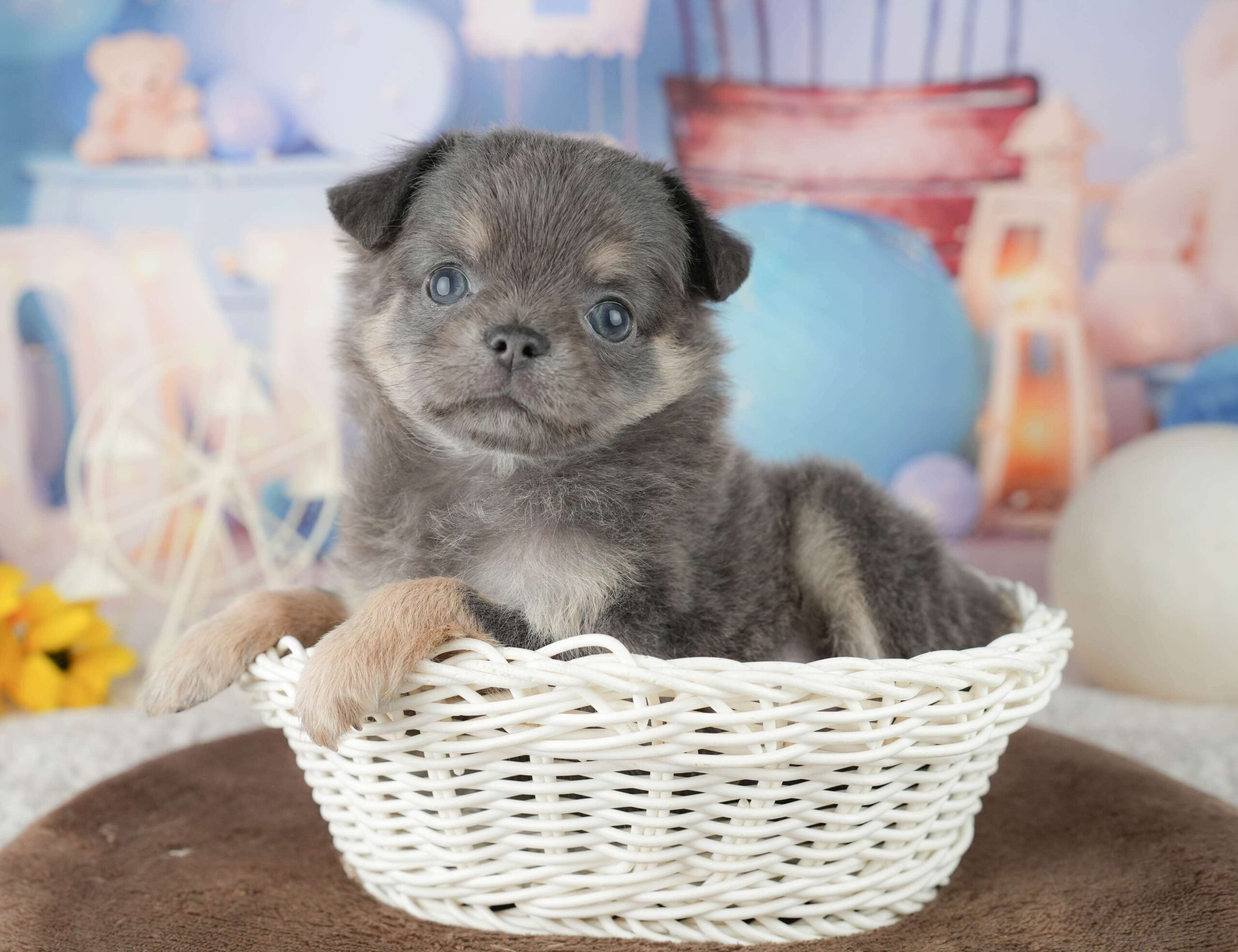 チワワ(ロング) | 女の子 | ブルー&タン | 2026年1月24日