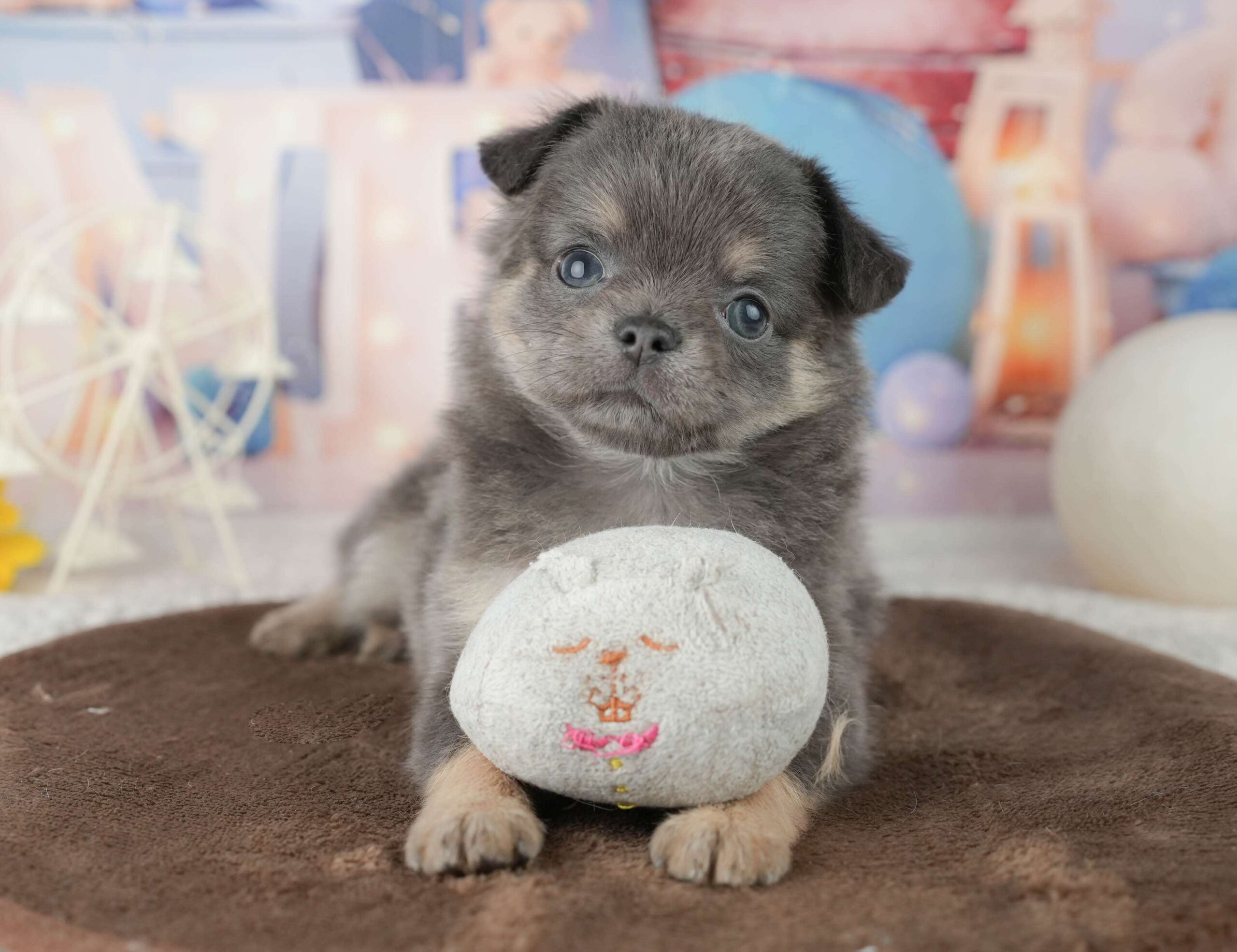 チワワ(ロング) | 女の子 | ブルー&タン | 2026年1月24日