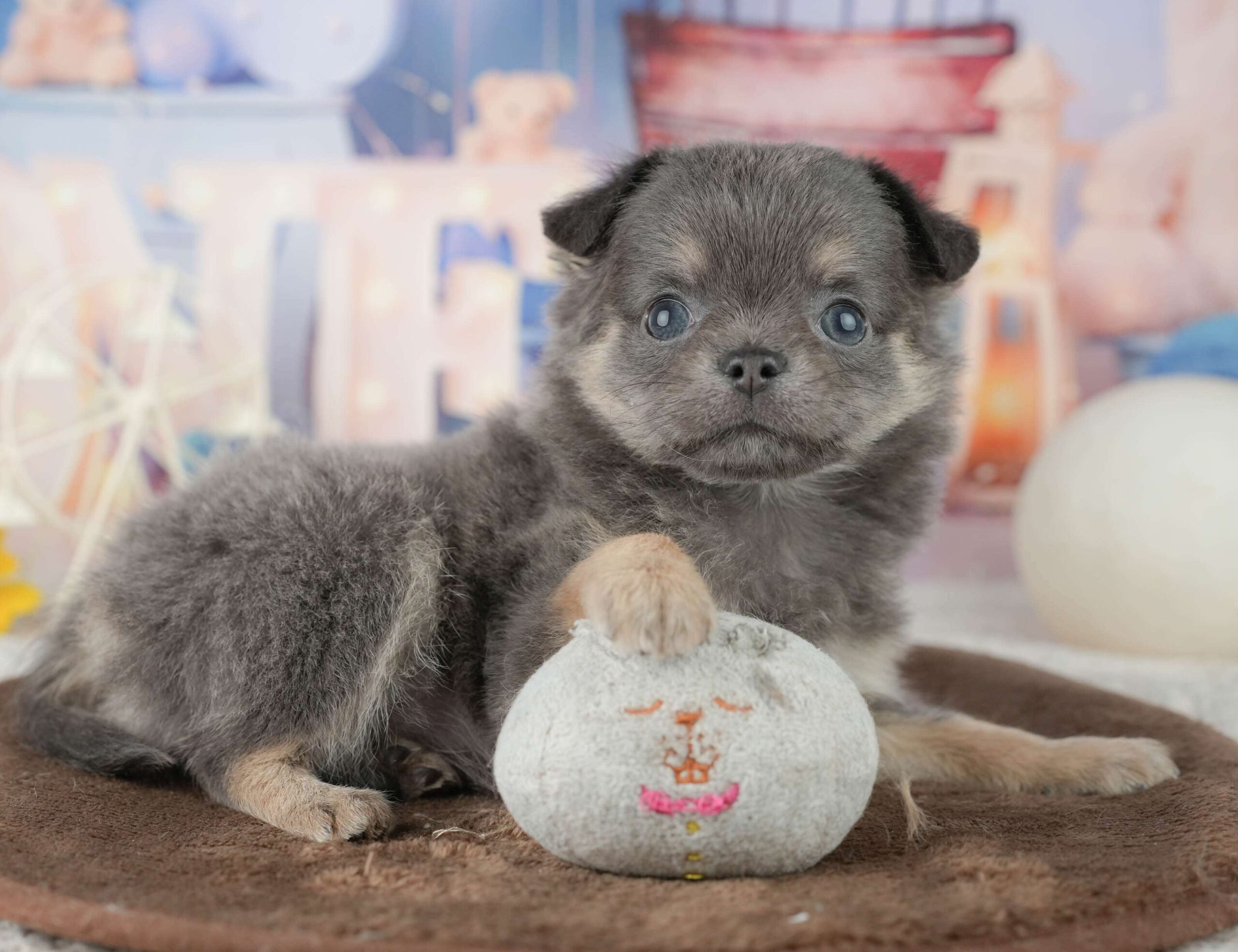 チワワ(ロング) | 女の子 | ブルー&タン | 2026年1月24日