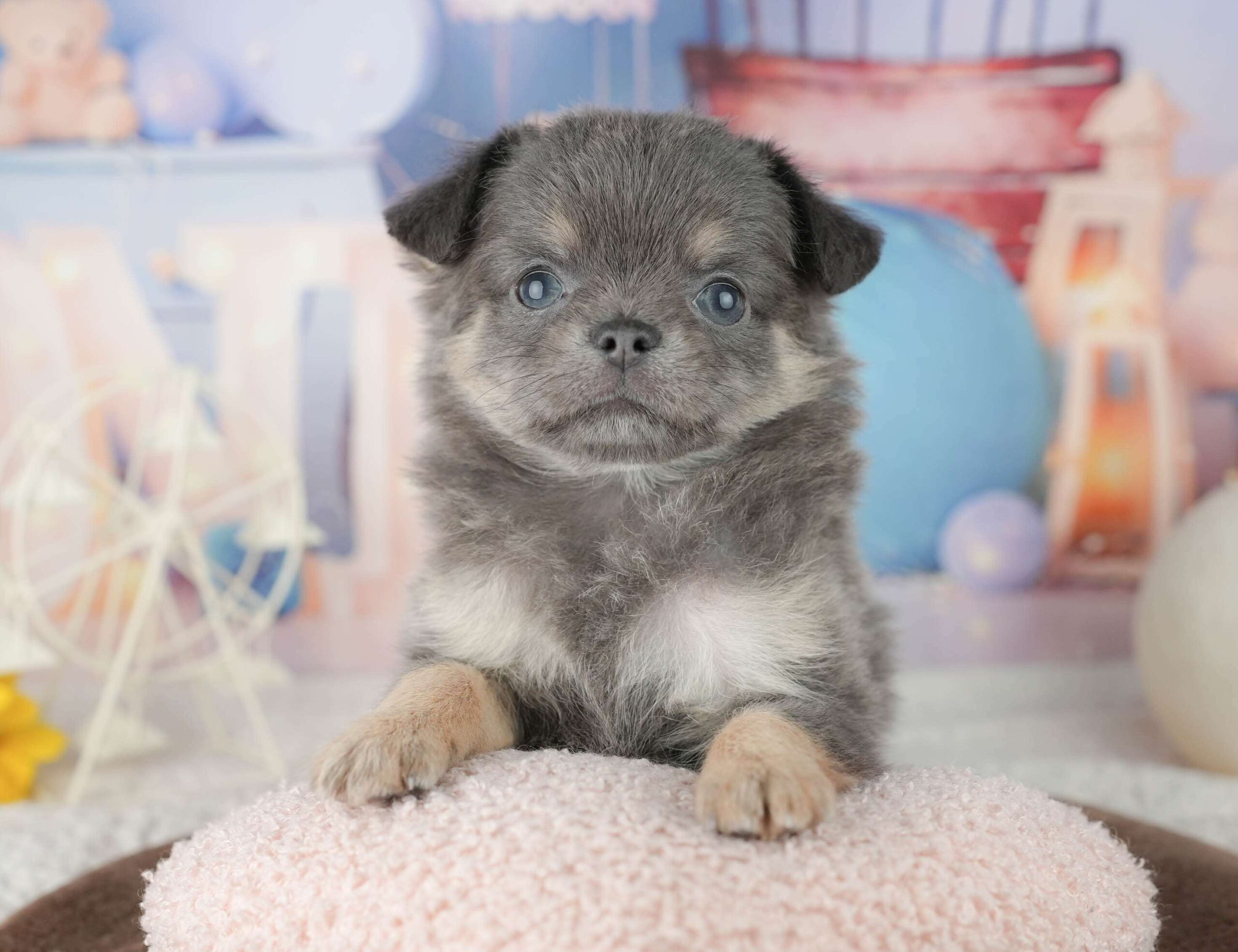 チワワ(ロング) | 女の子 | ブルー&タン | 2026年1月24日