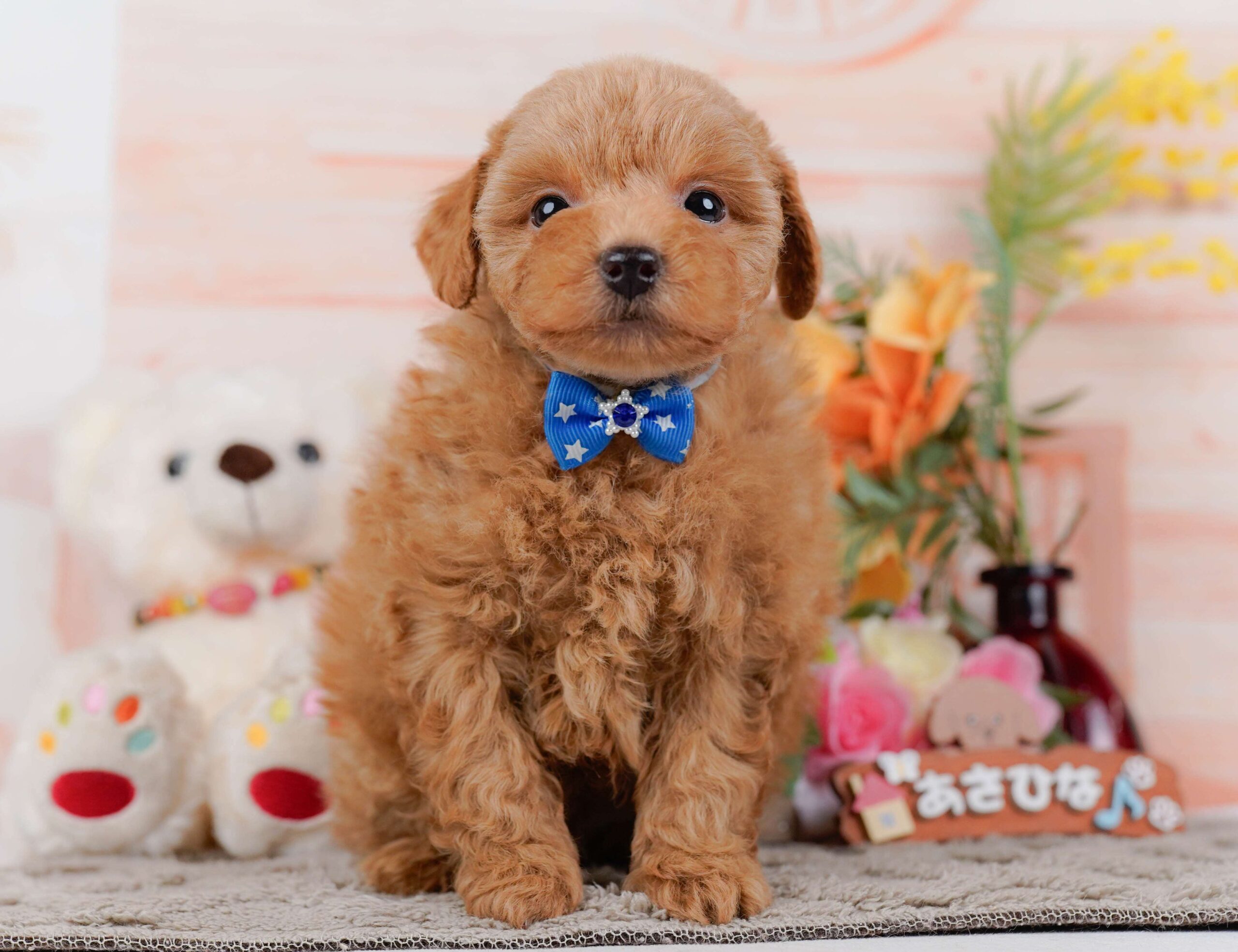 トイ・プードル | 男の子 | レッド | 2026年1月24日