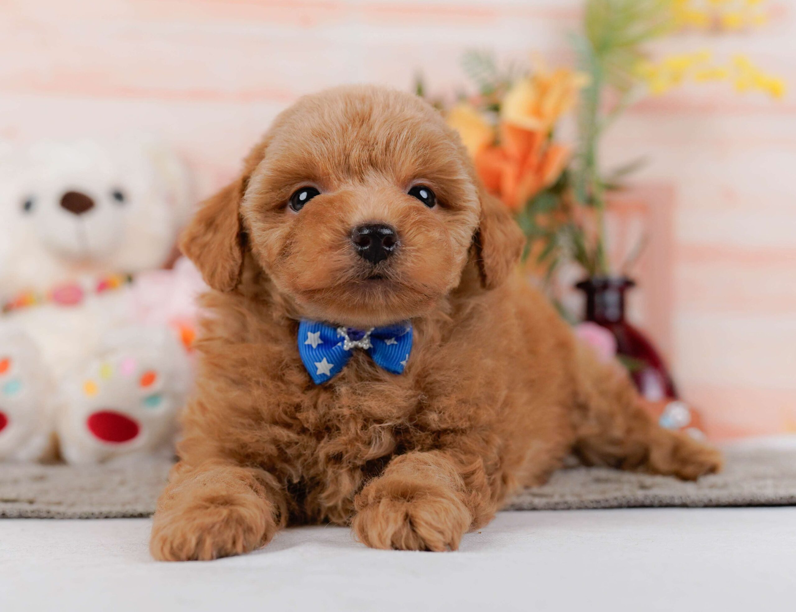 トイ・プードル | 男の子 | レッド | 2026年1月24日