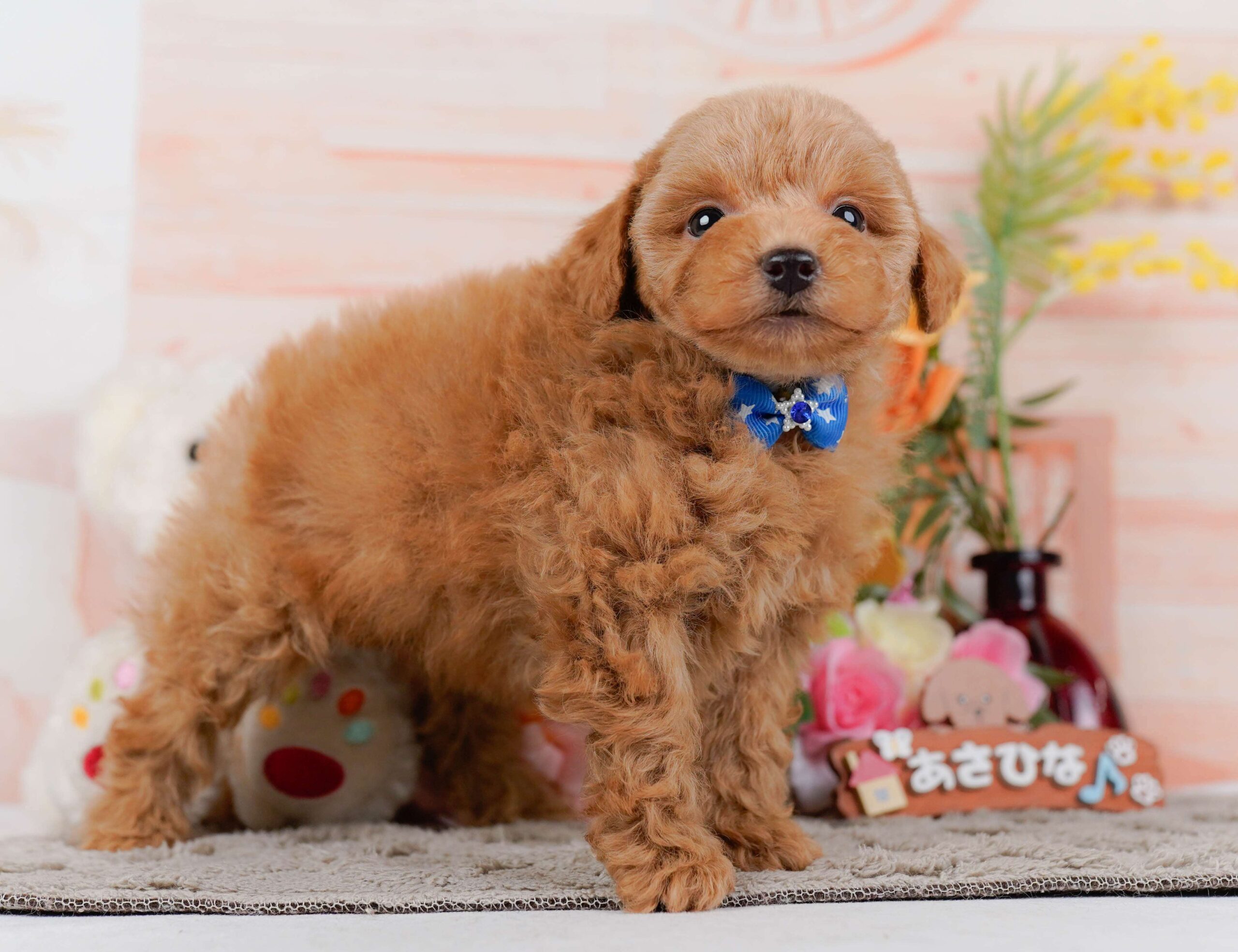 トイ・プードル | 男の子 | レッド | 2026年1月24日