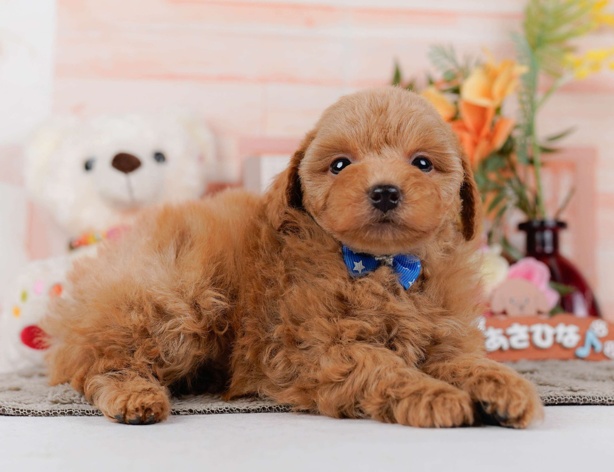 トイ・プードル | 男の子 | レッド | 2026年1月24日