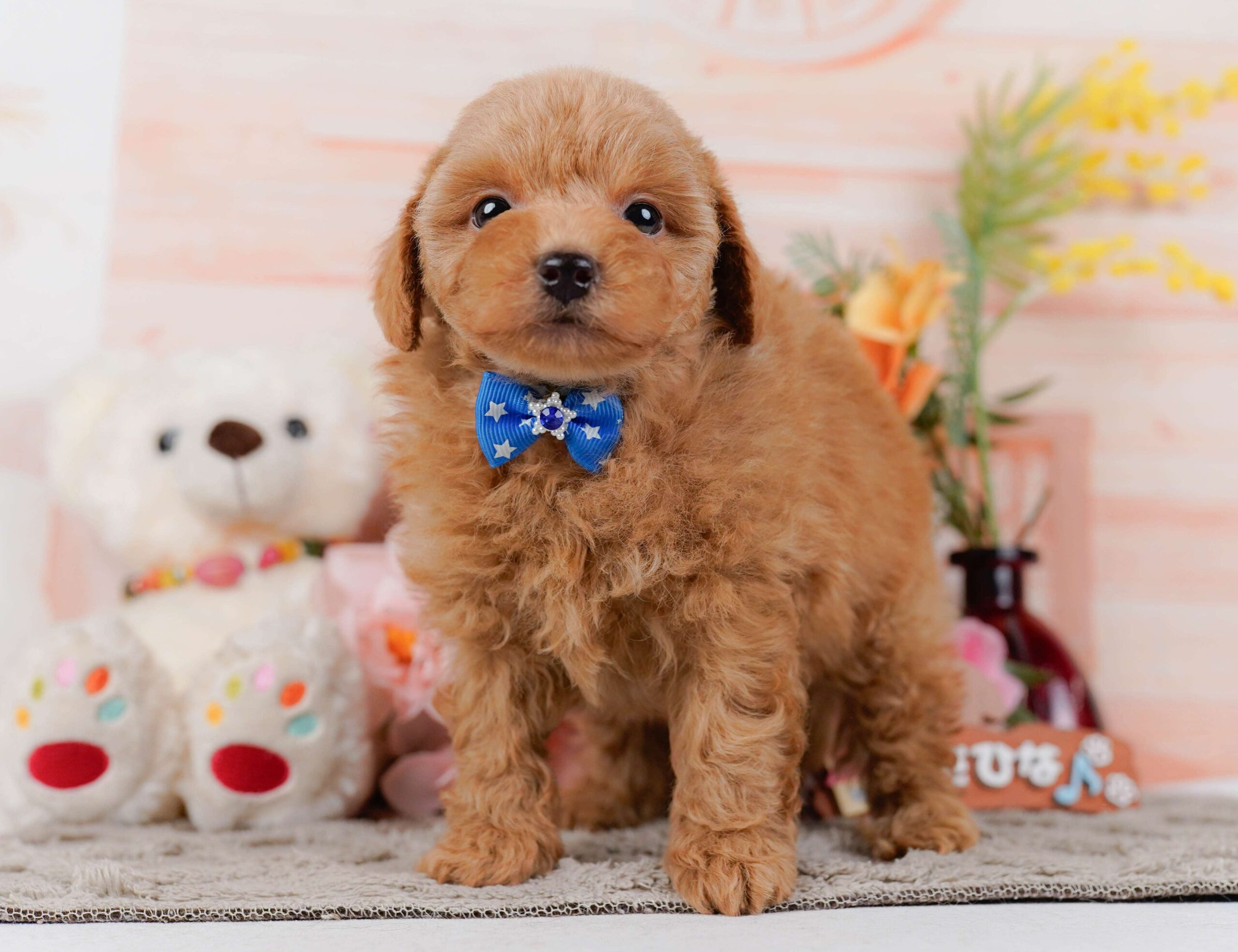 トイ・プードル | 男の子 | レッド | 2026年1月24日