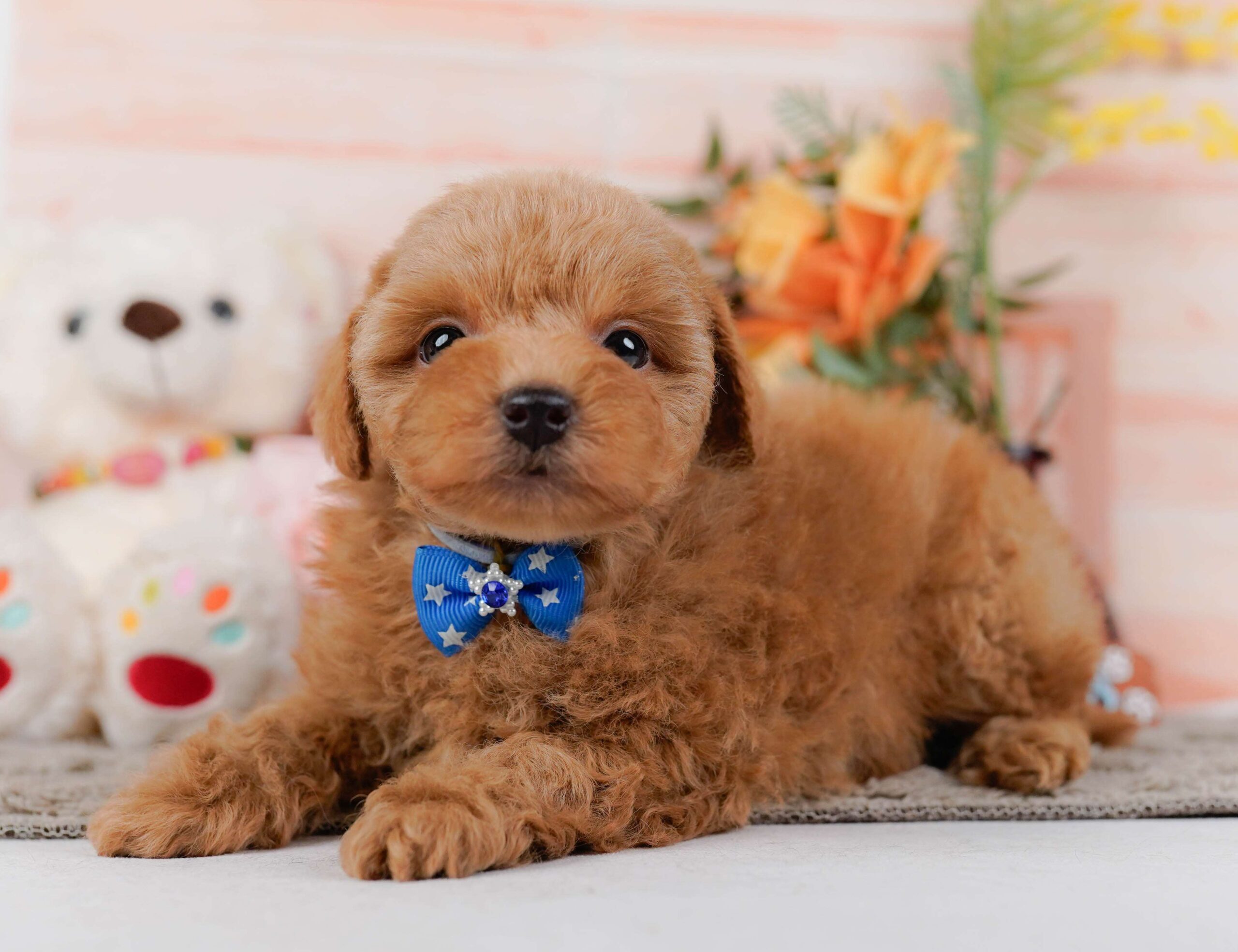 トイ・プードル | 男の子 | レッド | 2026年1月24日