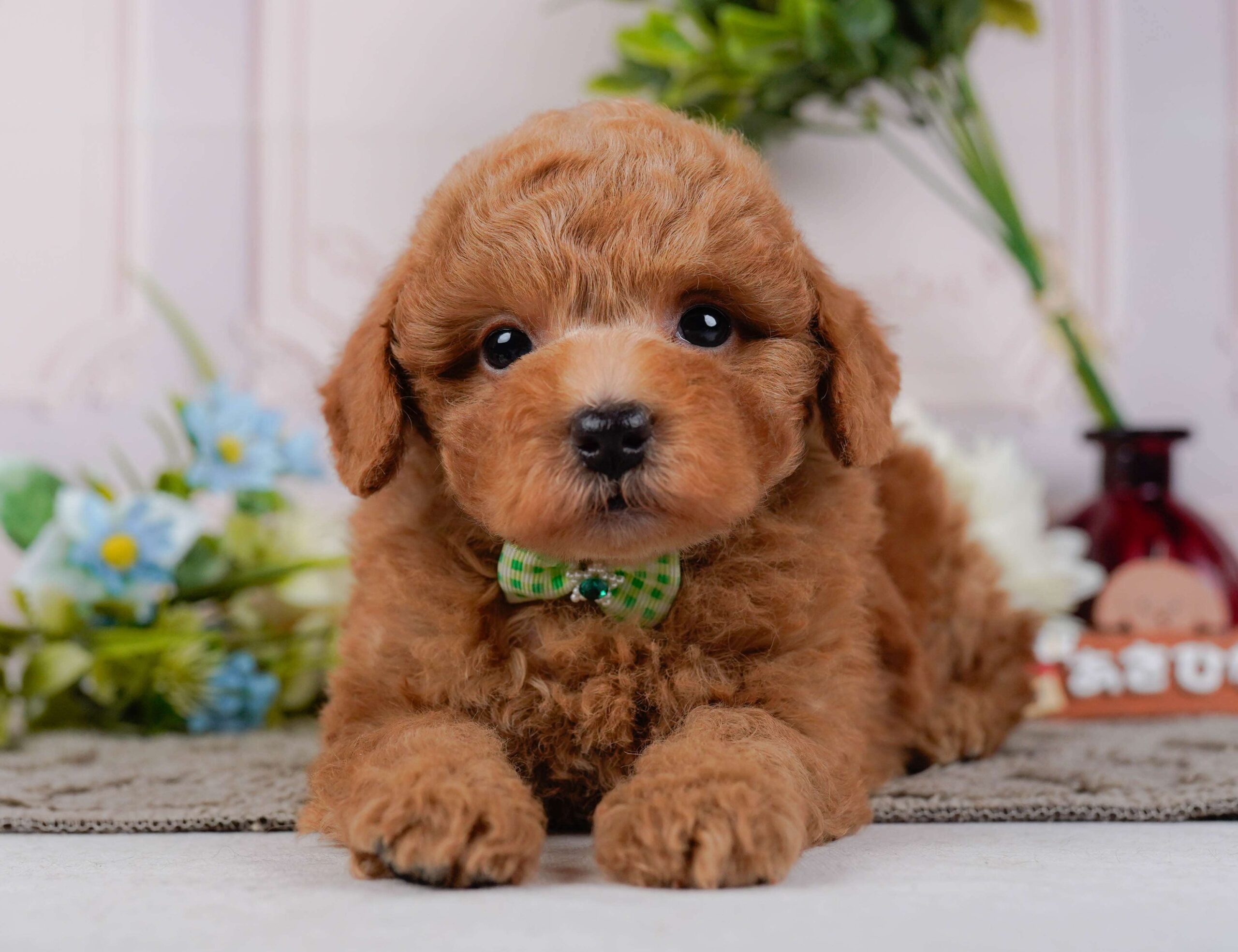 トイ・プードル | 男の子 | レッド | 2026年1月24日