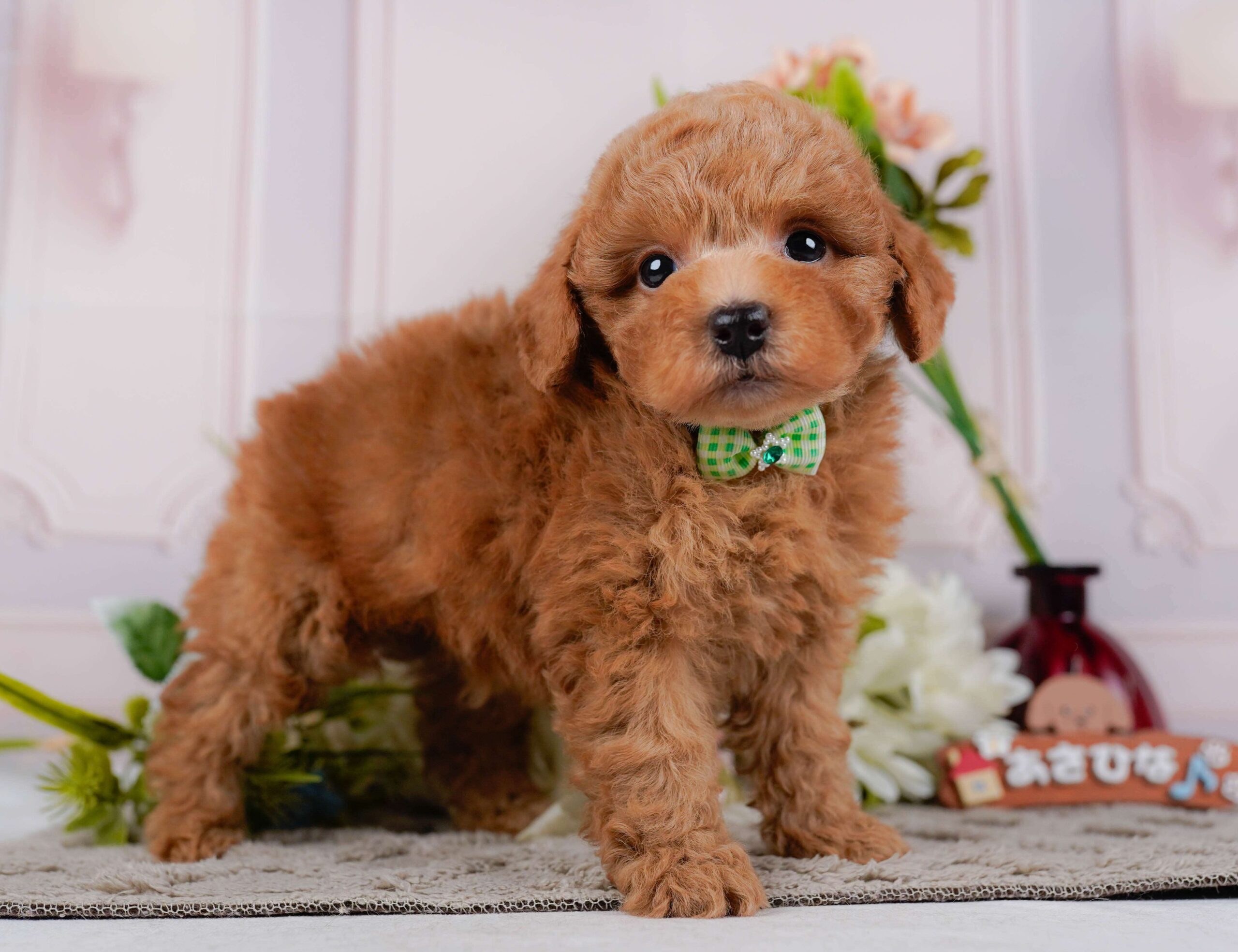 トイ・プードル | 男の子 | レッド | 2026年1月24日