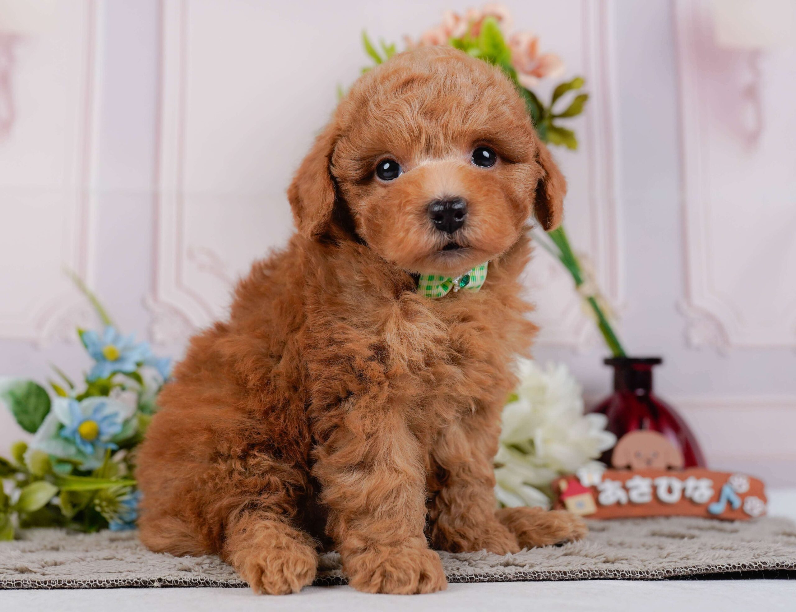 トイ・プードル | 男の子 | レッド | 2026年1月24日