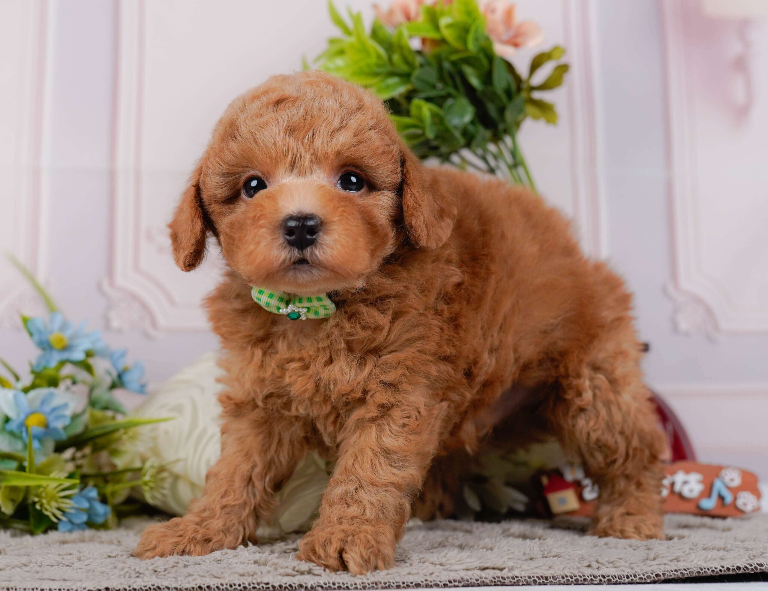 トイ・プードル | 男の子 | レッド | 2026年1月24日