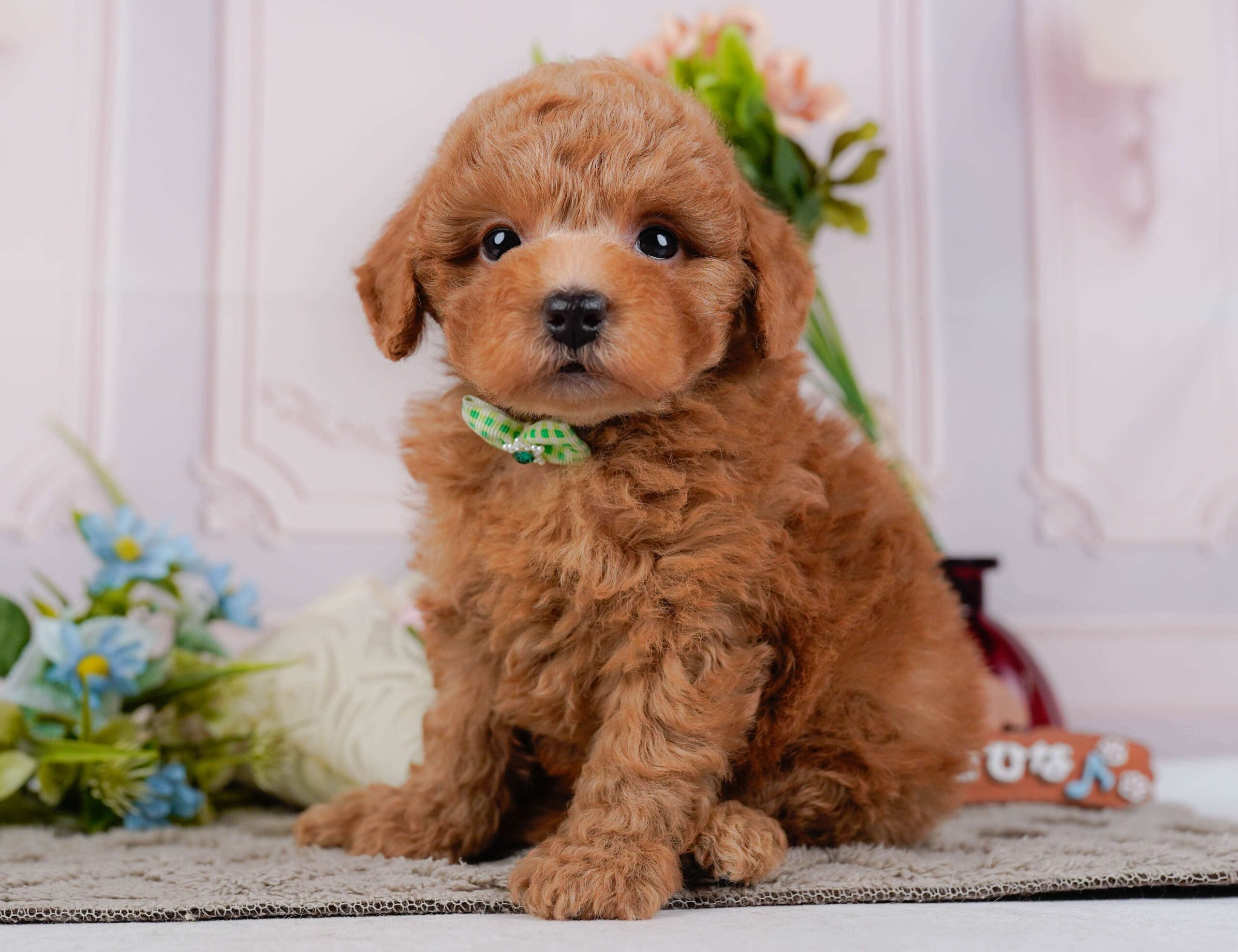 トイ・プードル | 男の子 | レッド | 2026年1月24日