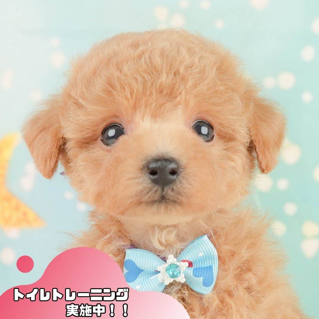 トイ・プードル | 男の子 | アプリコット | 2026年1月24日