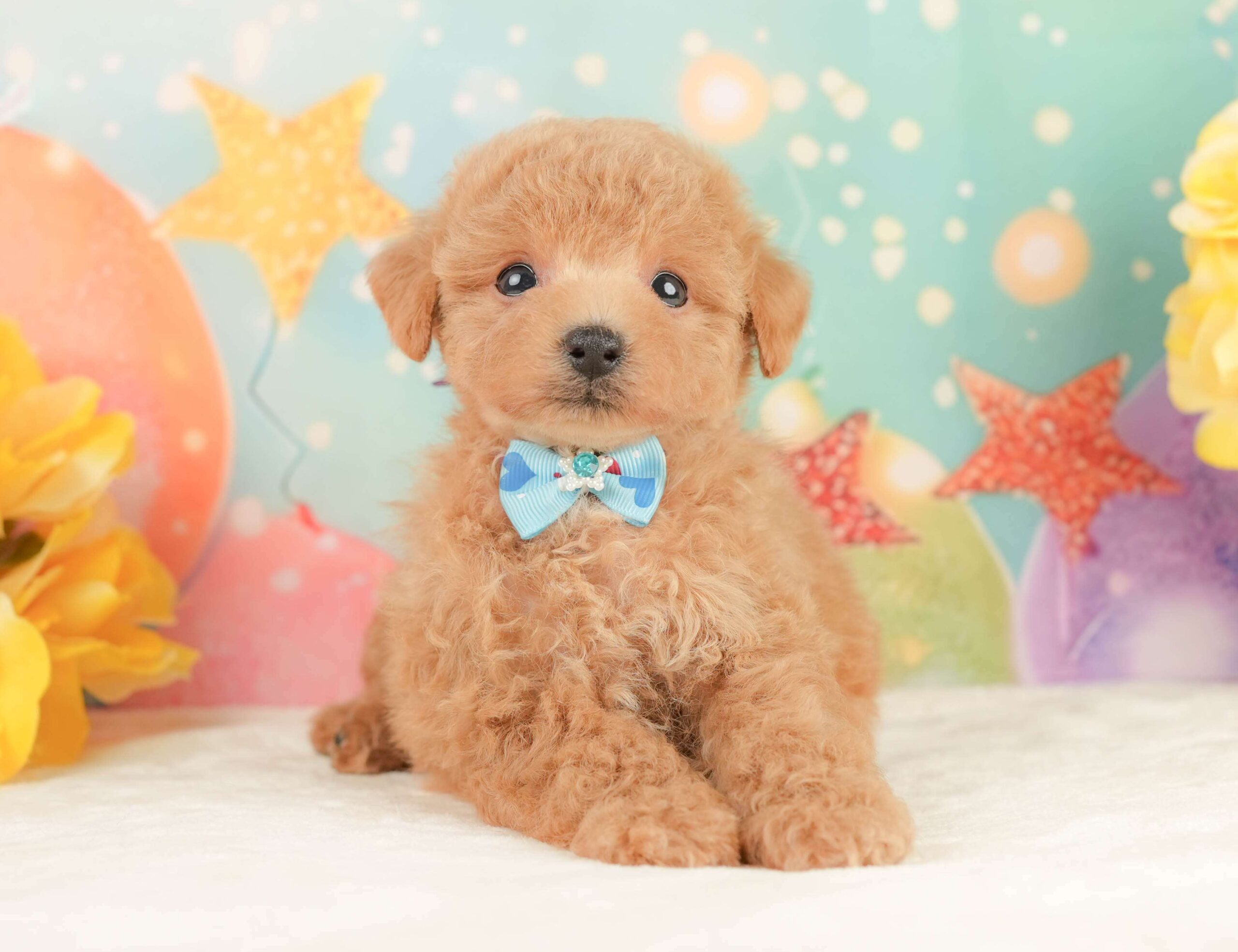 トイ・プードル | 男の子 | アプリコット | 2026年1月24日