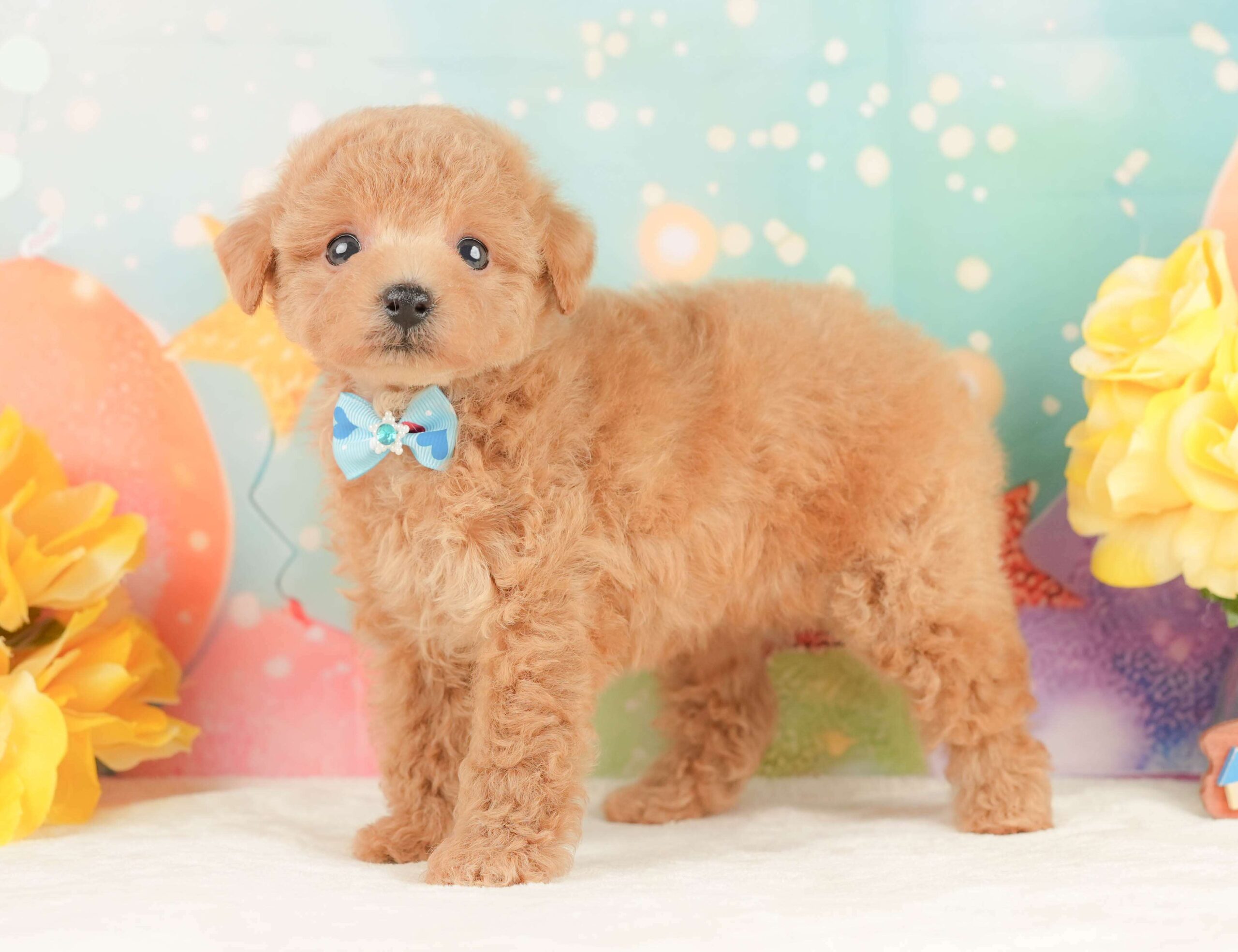トイ・プードル | 男の子 | アプリコット | 2026年1月24日