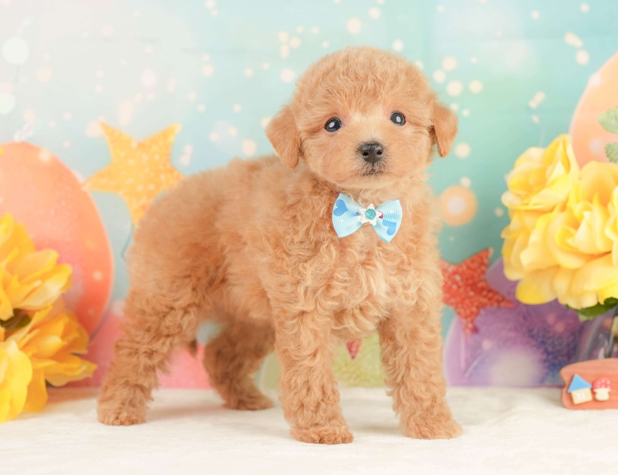 トイ・プードル | 男の子 | アプリコット | 2026年1月24日