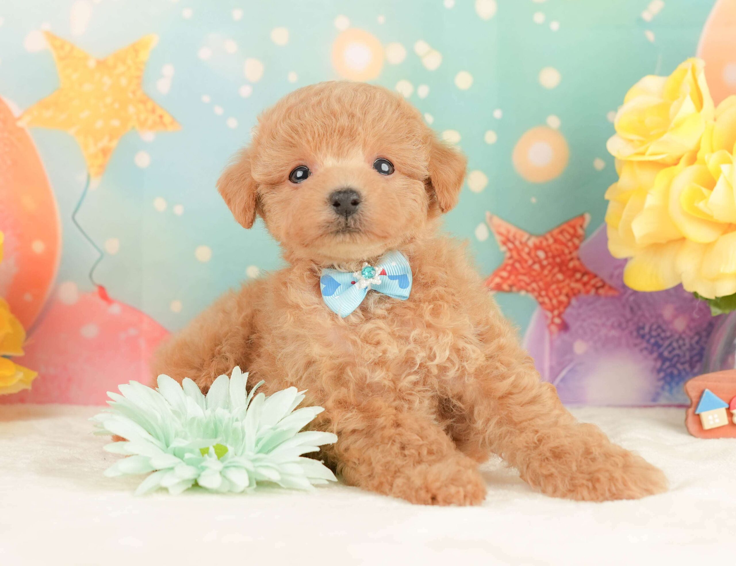 トイ・プードル | 男の子 | アプリコット | 2026年1月24日