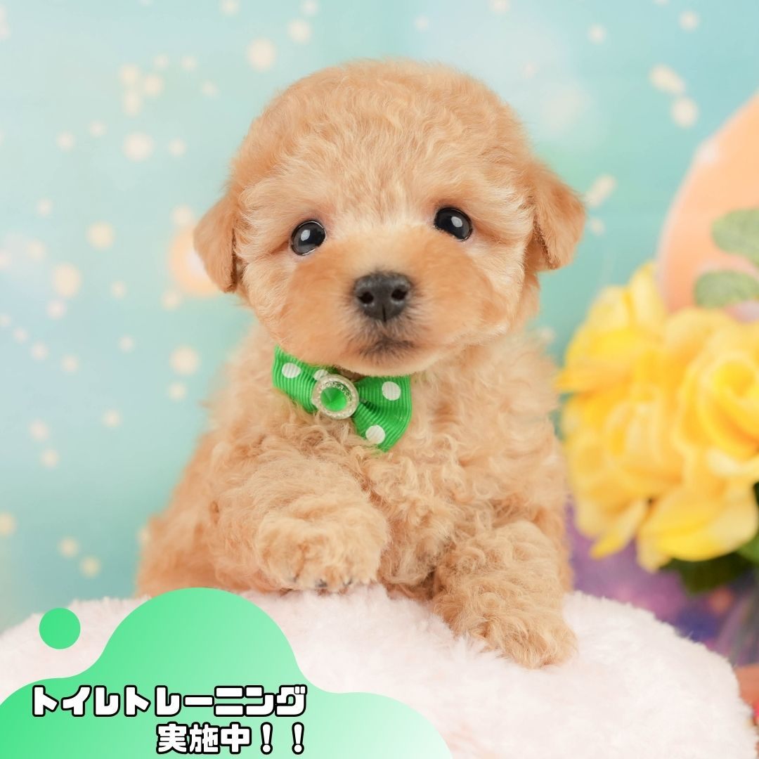 トイ・プードル | 男の子 | アプリコット | 2026年1月24日