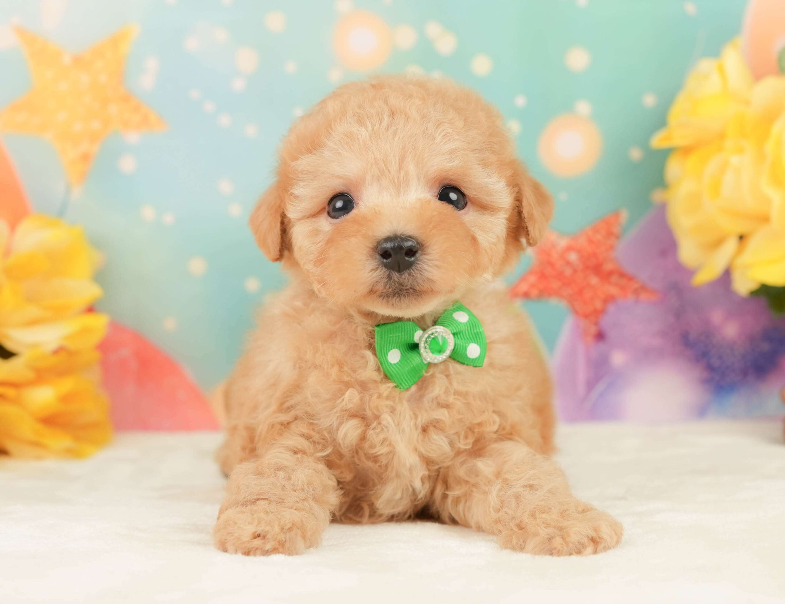 トイ・プードル | 男の子 | アプリコット | 2026年1月24日