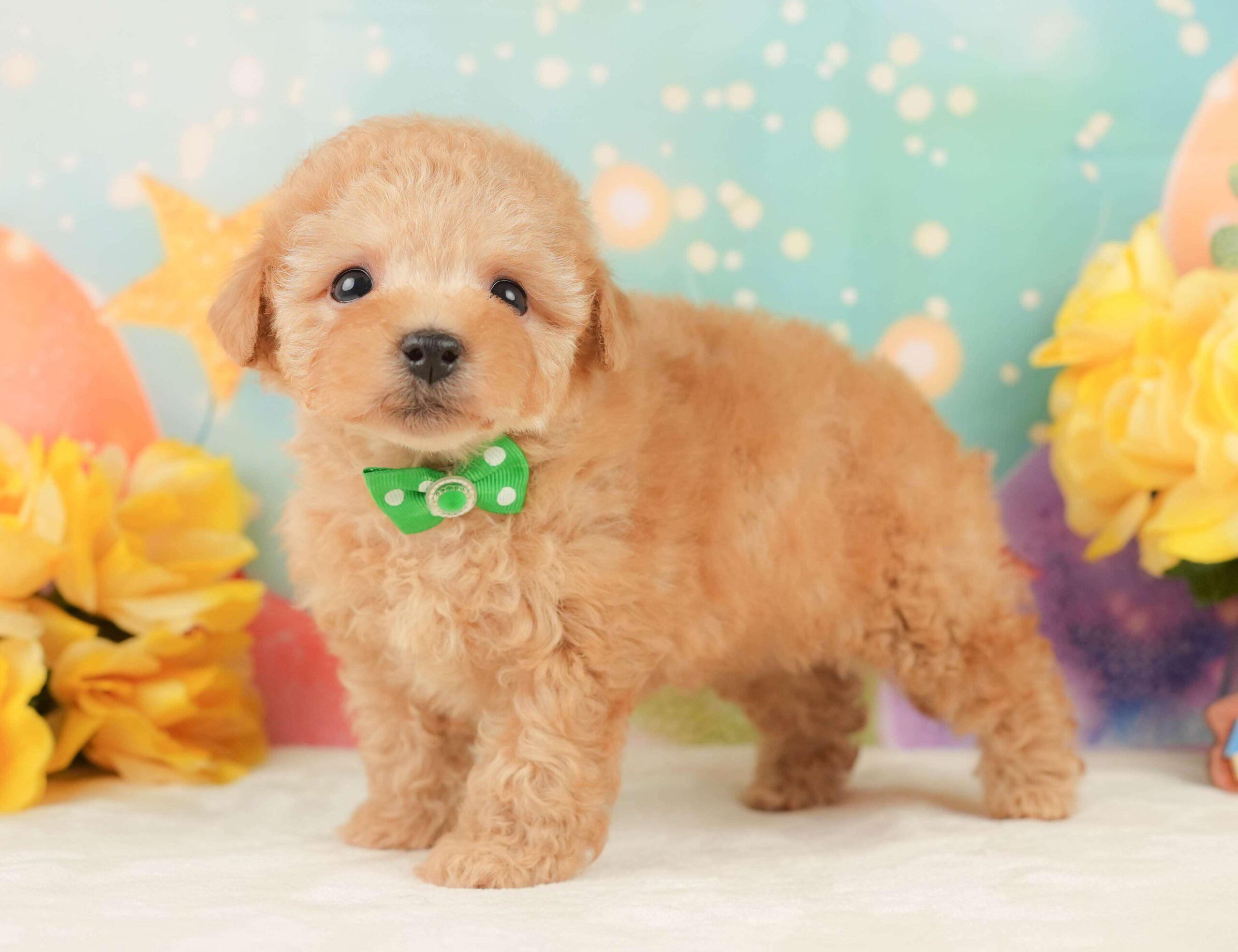 トイ・プードル | 男の子 | アプリコット | 2026年1月24日