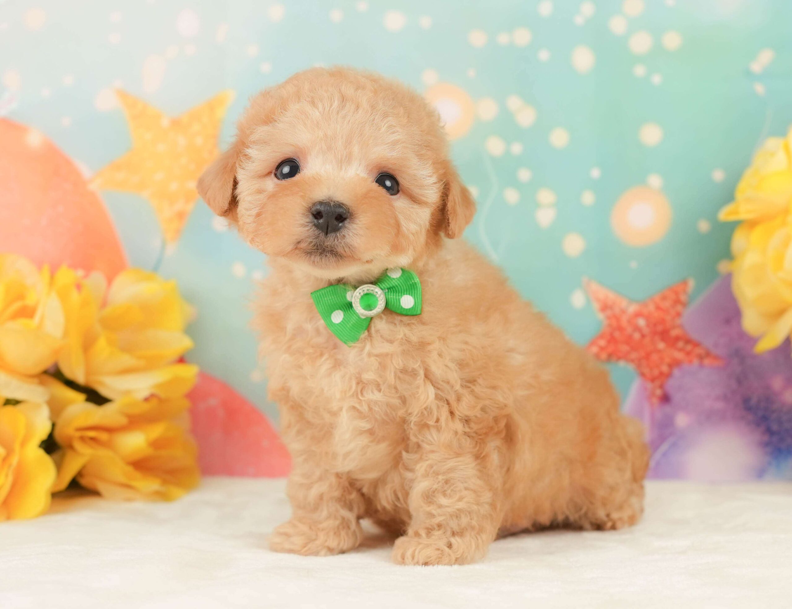 トイ・プードル | 男の子 | アプリコット | 2026年1月24日