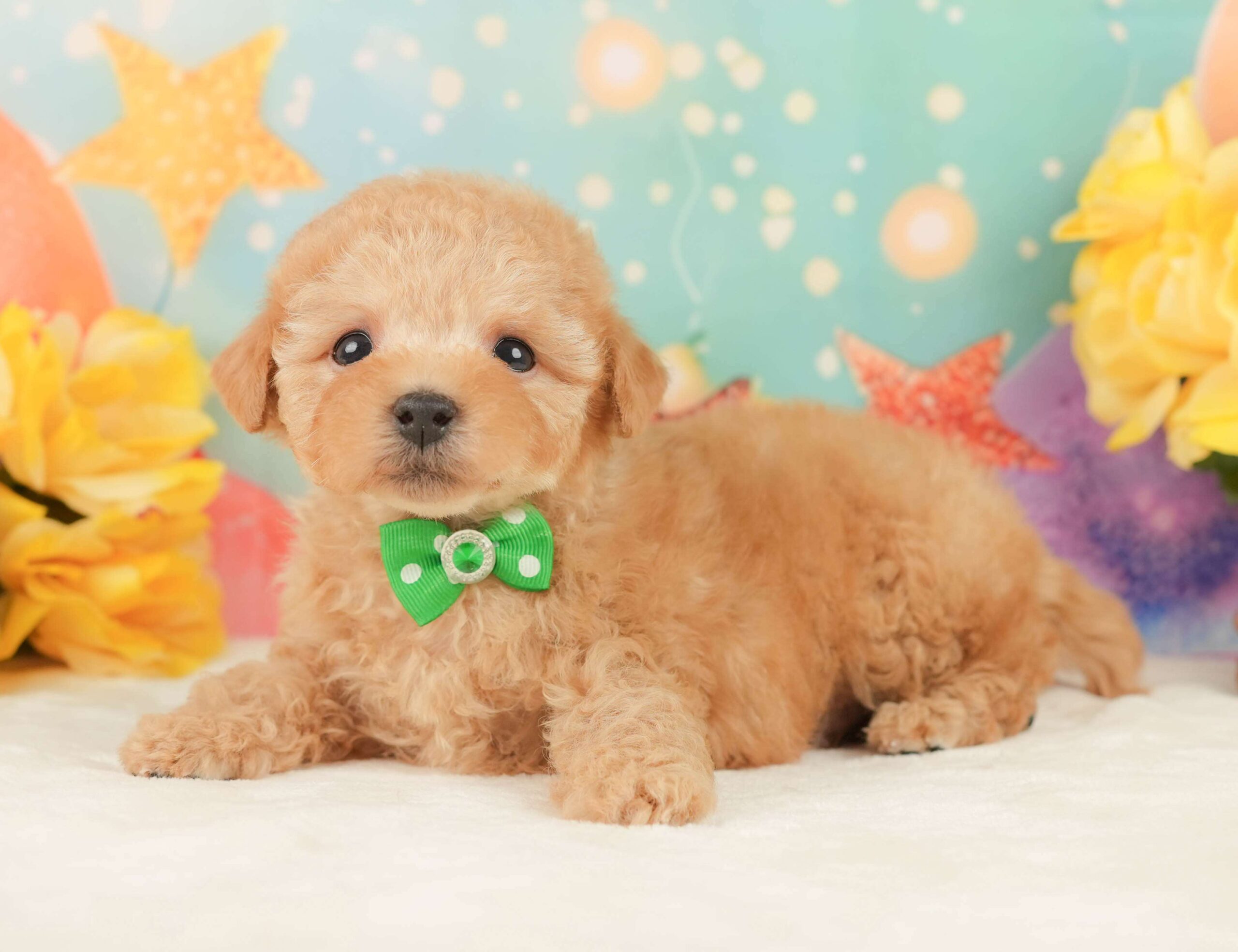 トイ・プードル | 男の子 | アプリコット | 2026年1月24日