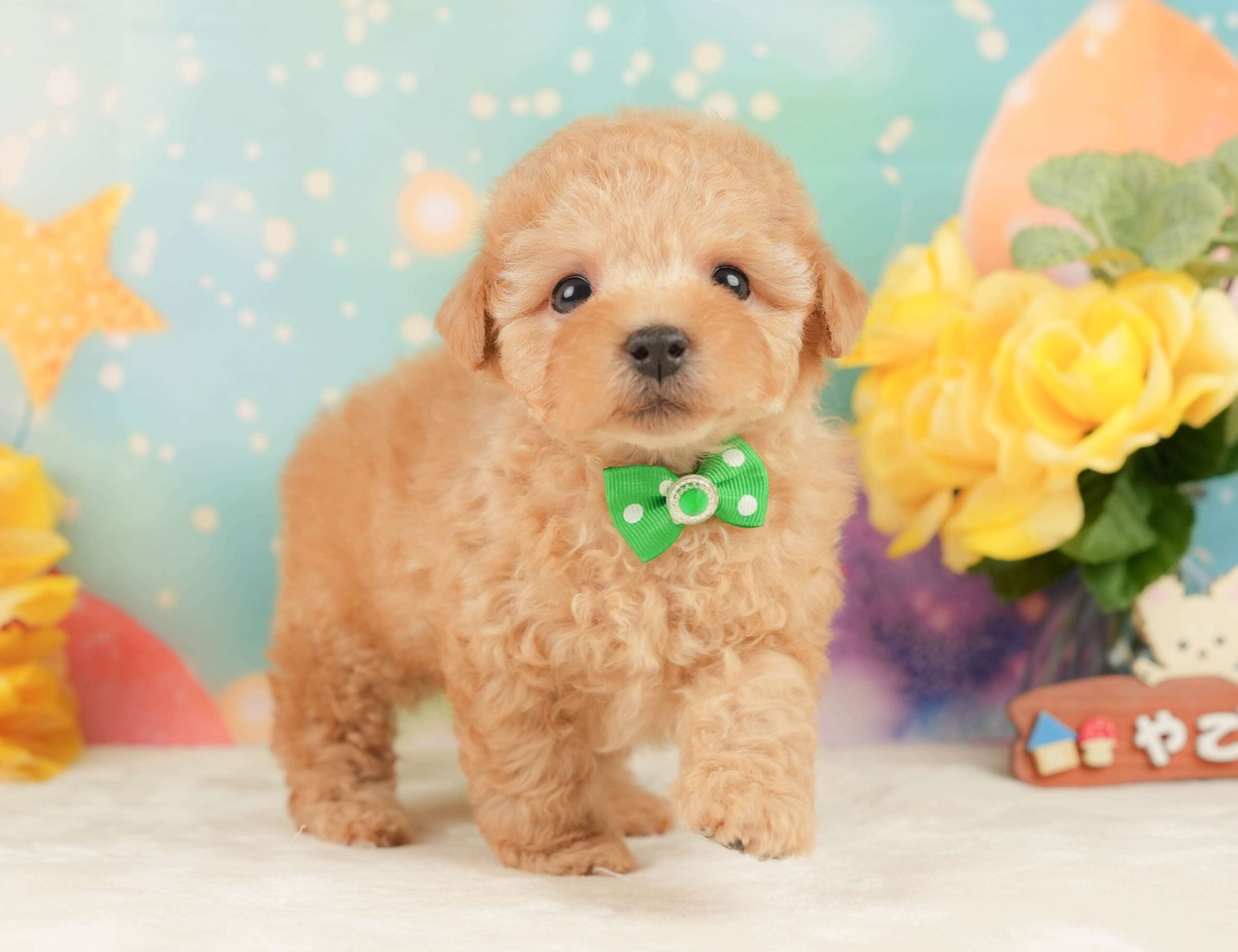トイ・プードル | 男の子 | アプリコット | 2026年1月24日