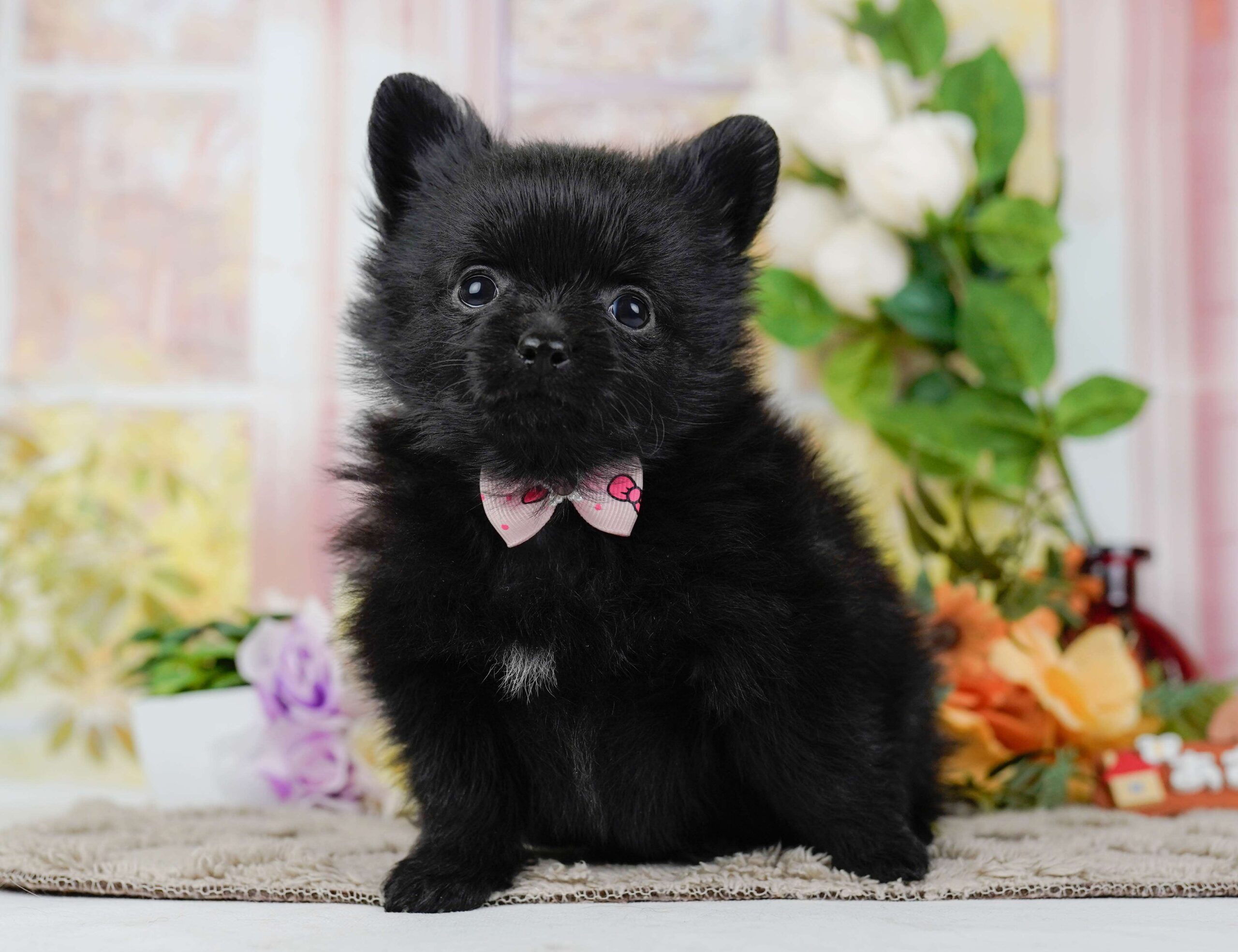 チワポメ | 女の子 | ブラック | 2026年1月25日