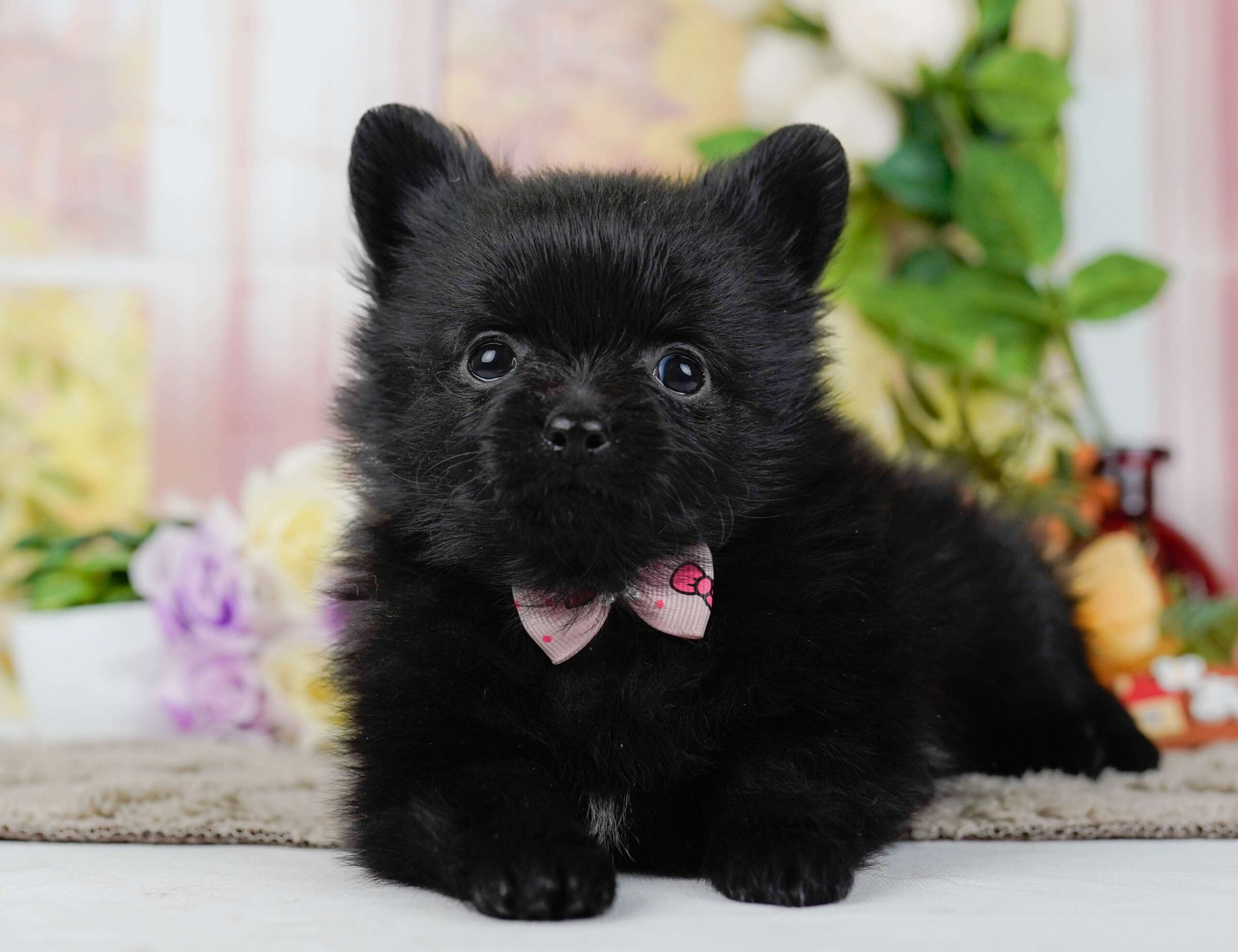 チワポメ | 女の子 | ブラック | 2026年1月25日