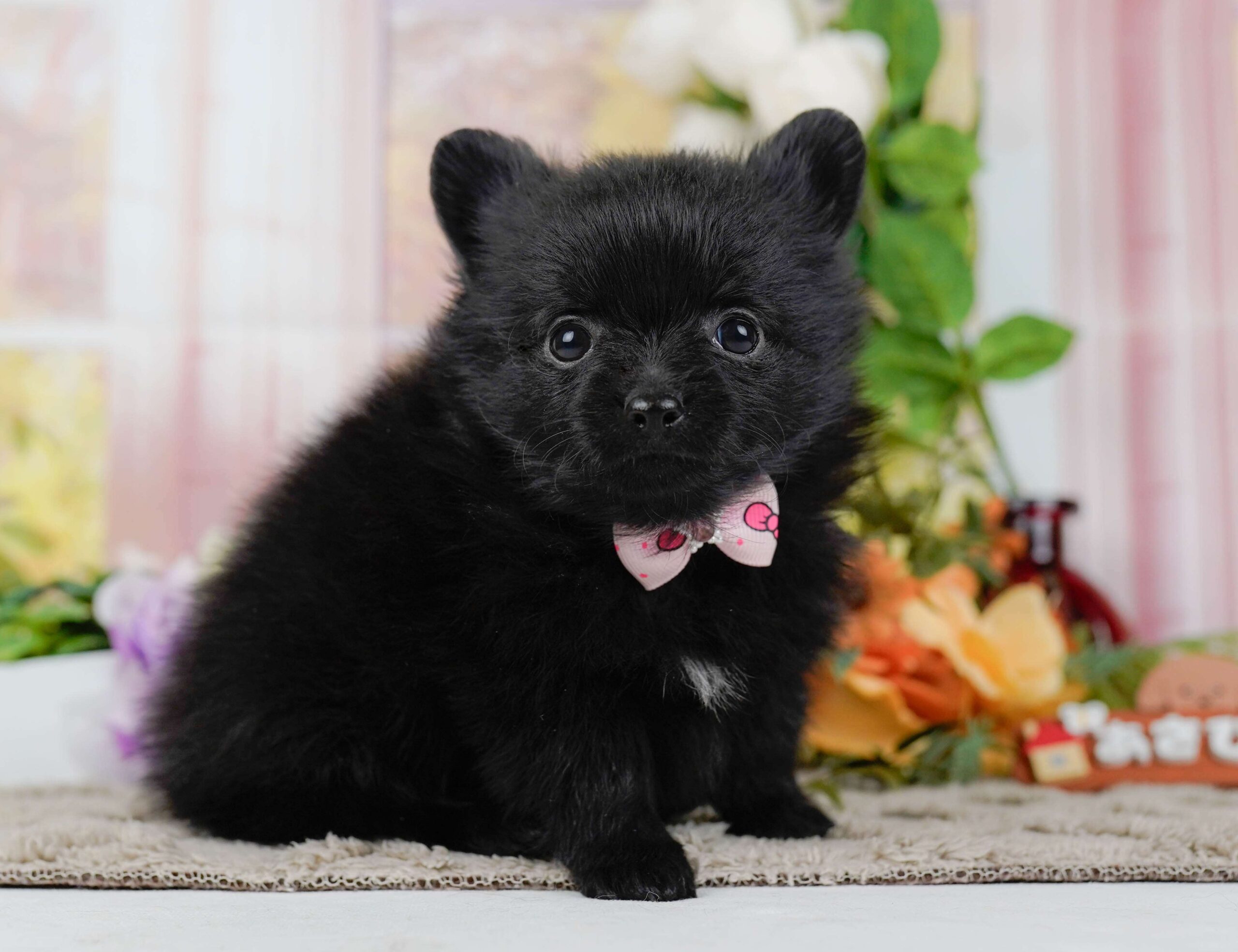 チワポメ | 女の子 | ブラック | 2026年1月25日