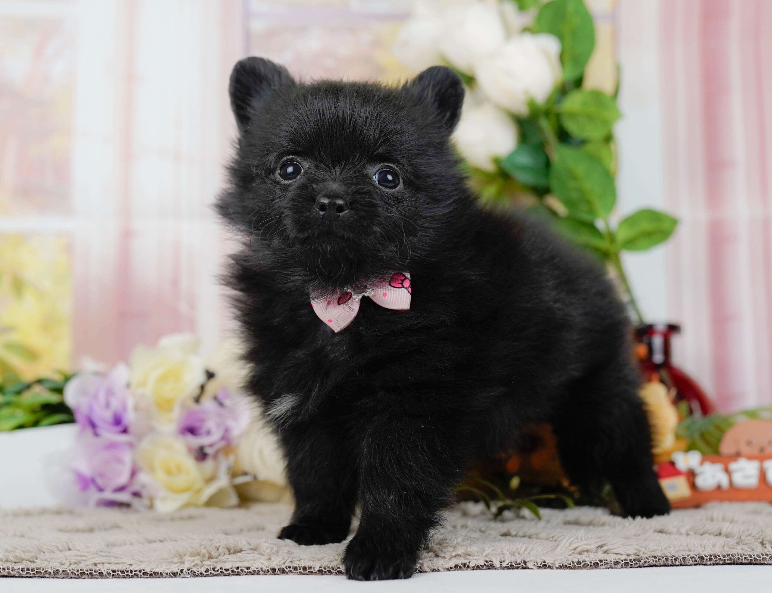 チワポメ | 女の子 | ブラック | 2026年1月25日