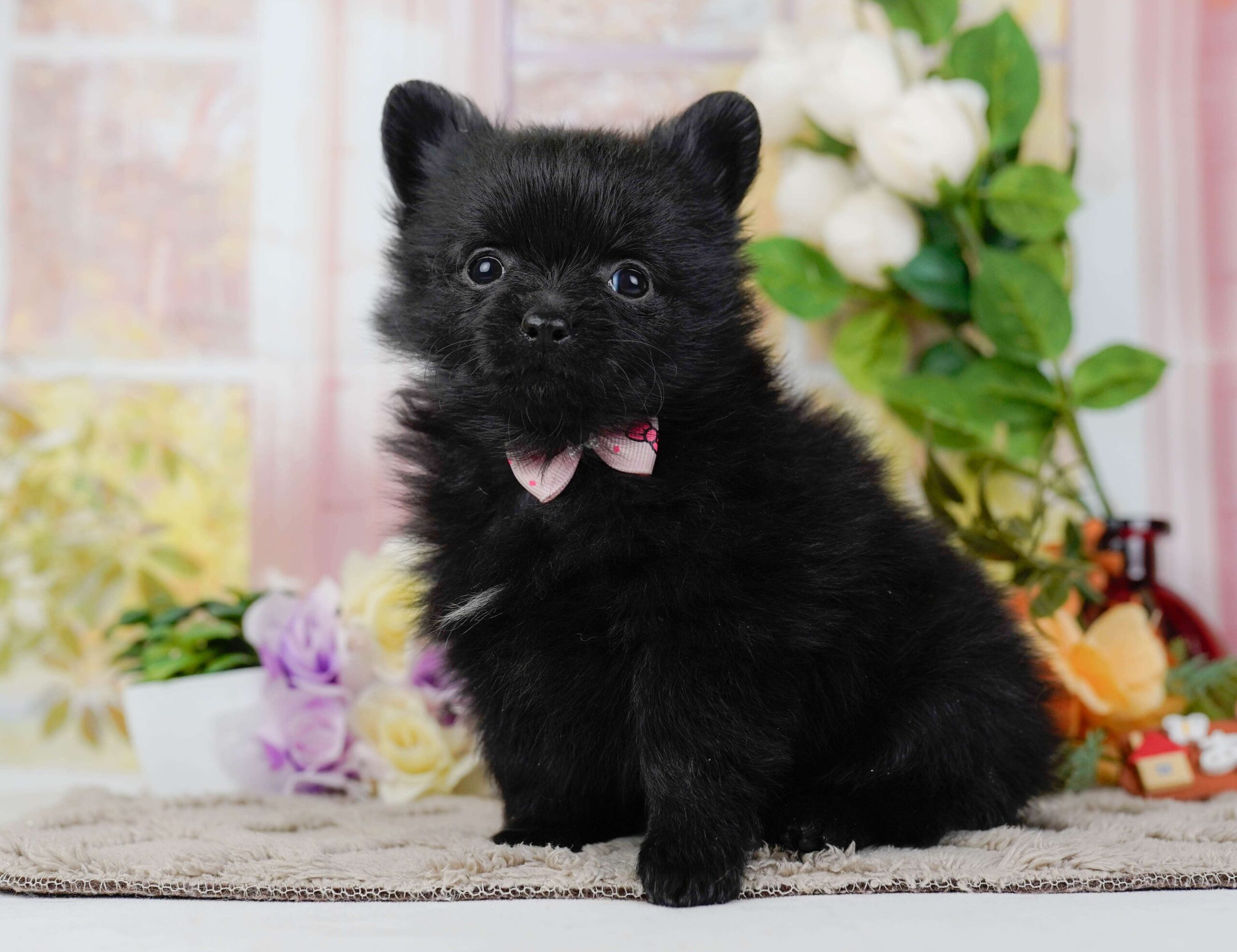 チワポメ | 女の子 | ブラック | 2026年1月25日