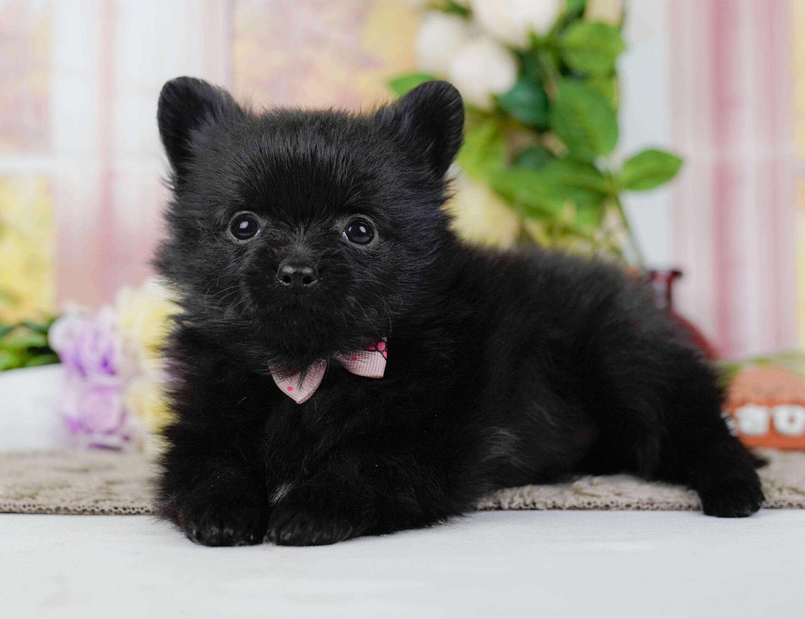 チワポメ | 女の子 | ブラック | 2026年1月25日