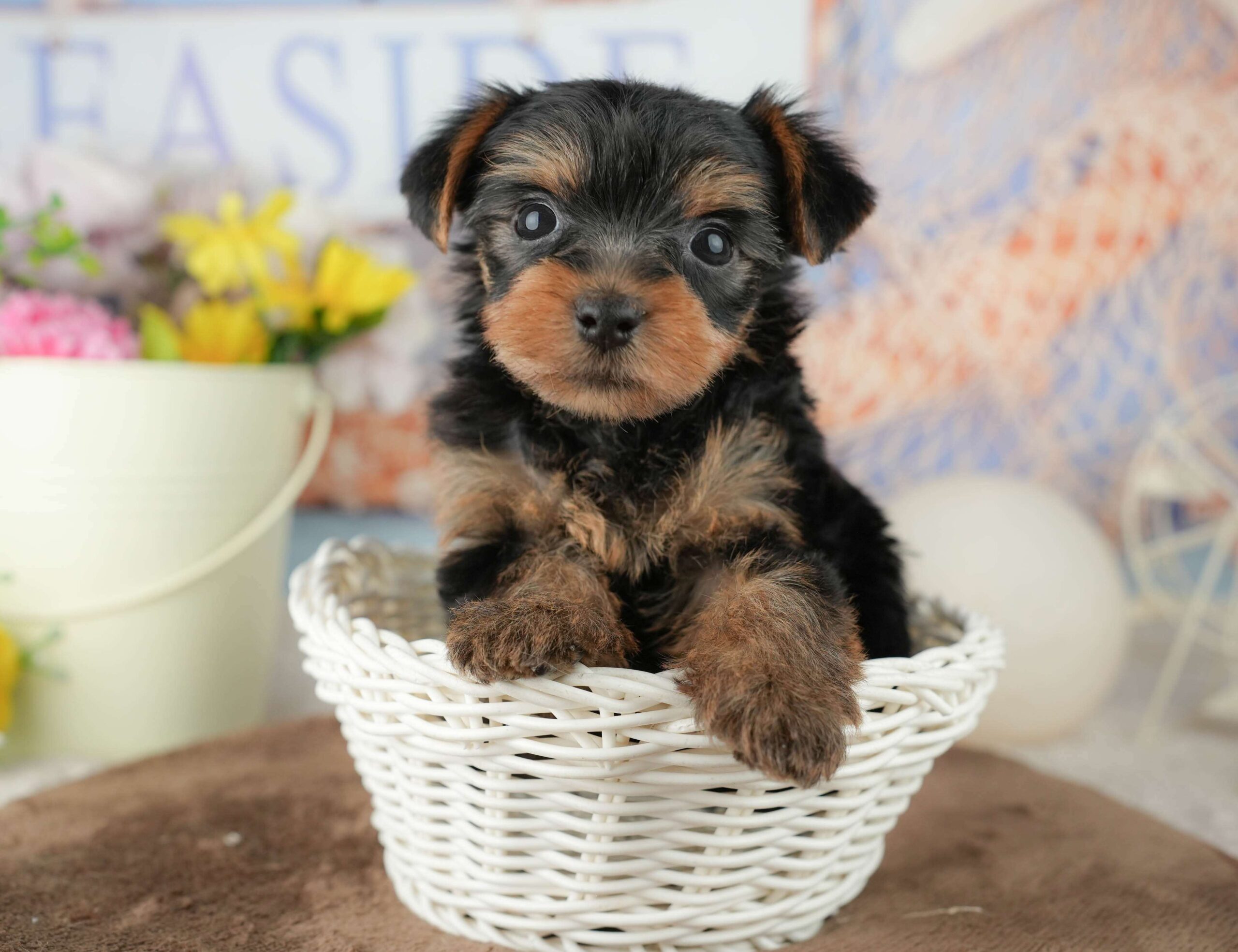 ヨークシャー・テリア | 男の子 | スティールブルー&タン | 2026年1月25日