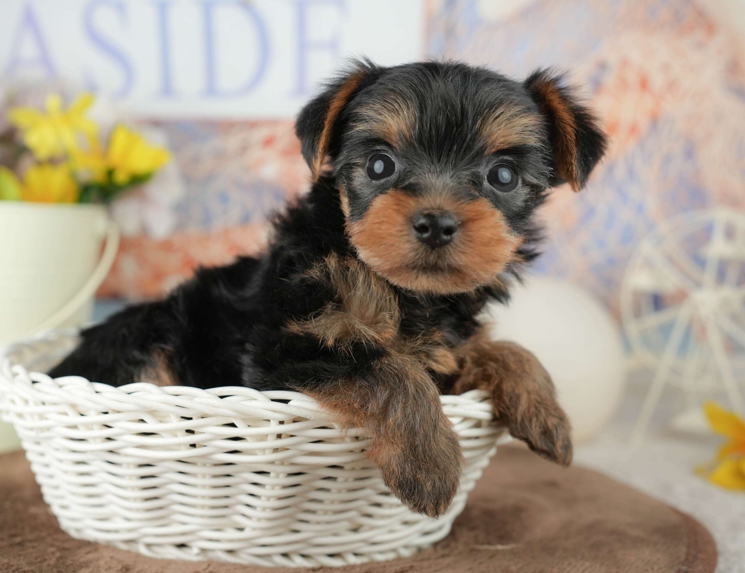 ヨークシャー・テリア | 男の子 | スティールブルー&タン | 2026年1月25日