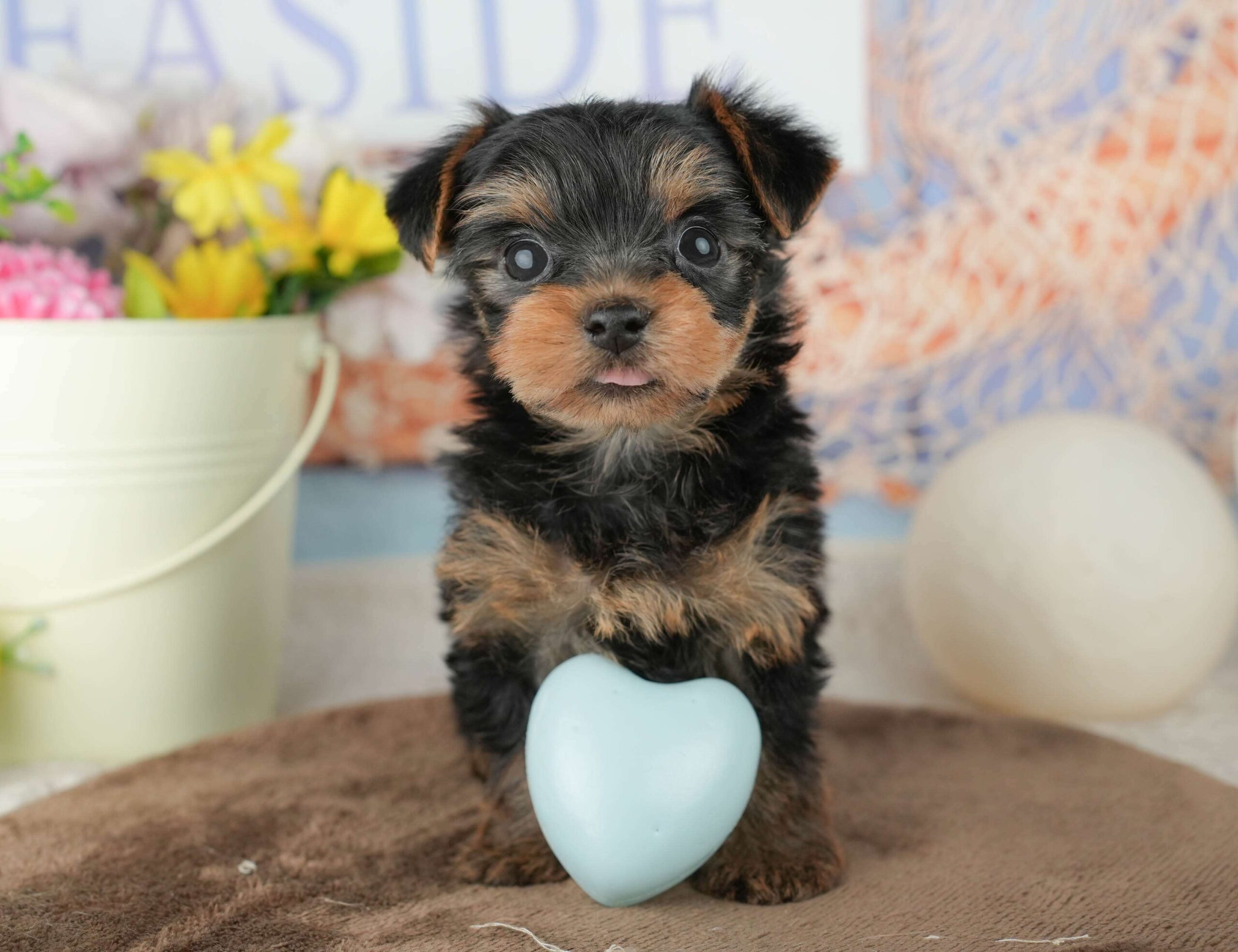 ヨークシャー・テリア | 男の子 | スティールブルー&タン | 2026年1月25日