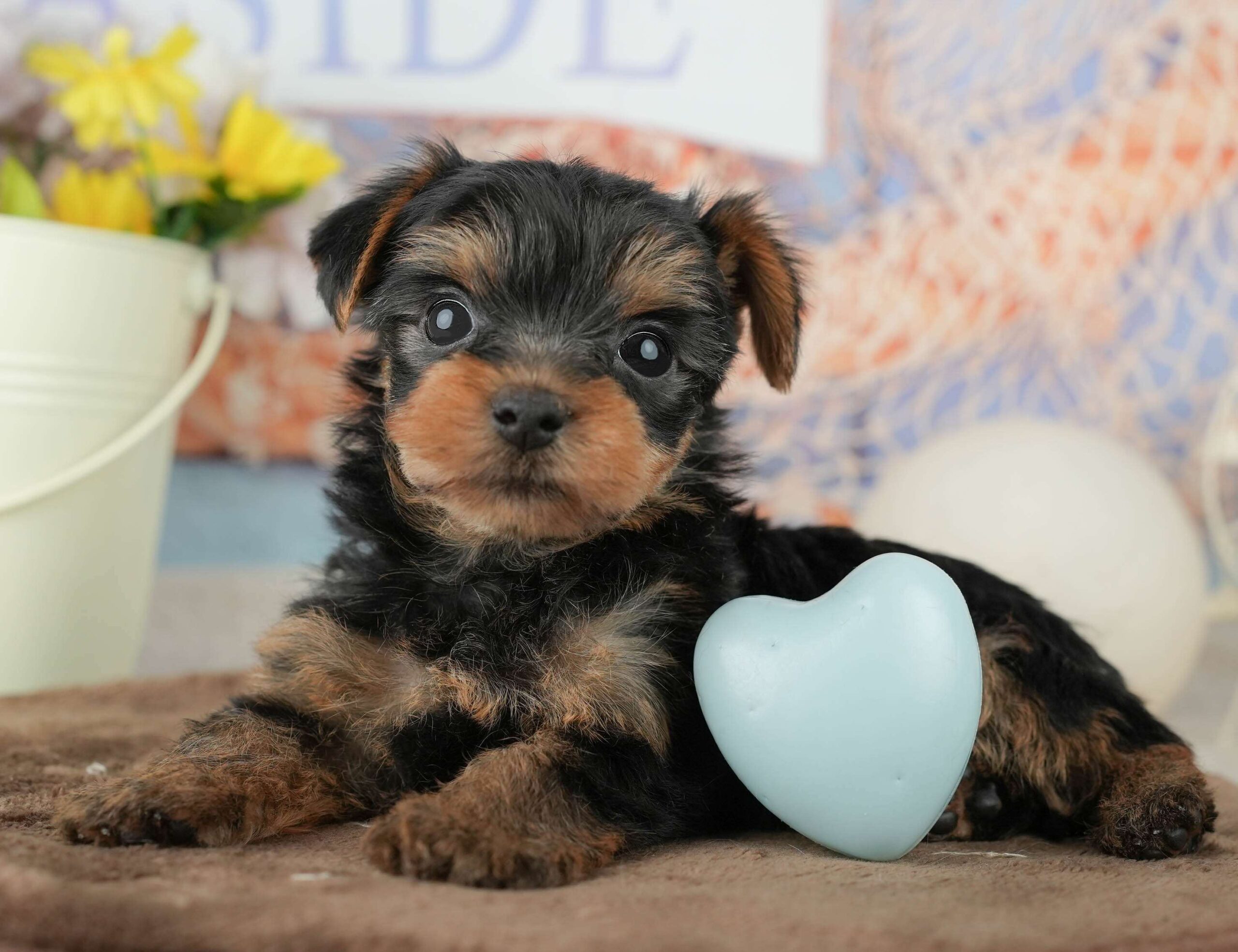 ヨークシャー・テリア | 男の子 | スティールブルー&タン | 2026年1月25日
