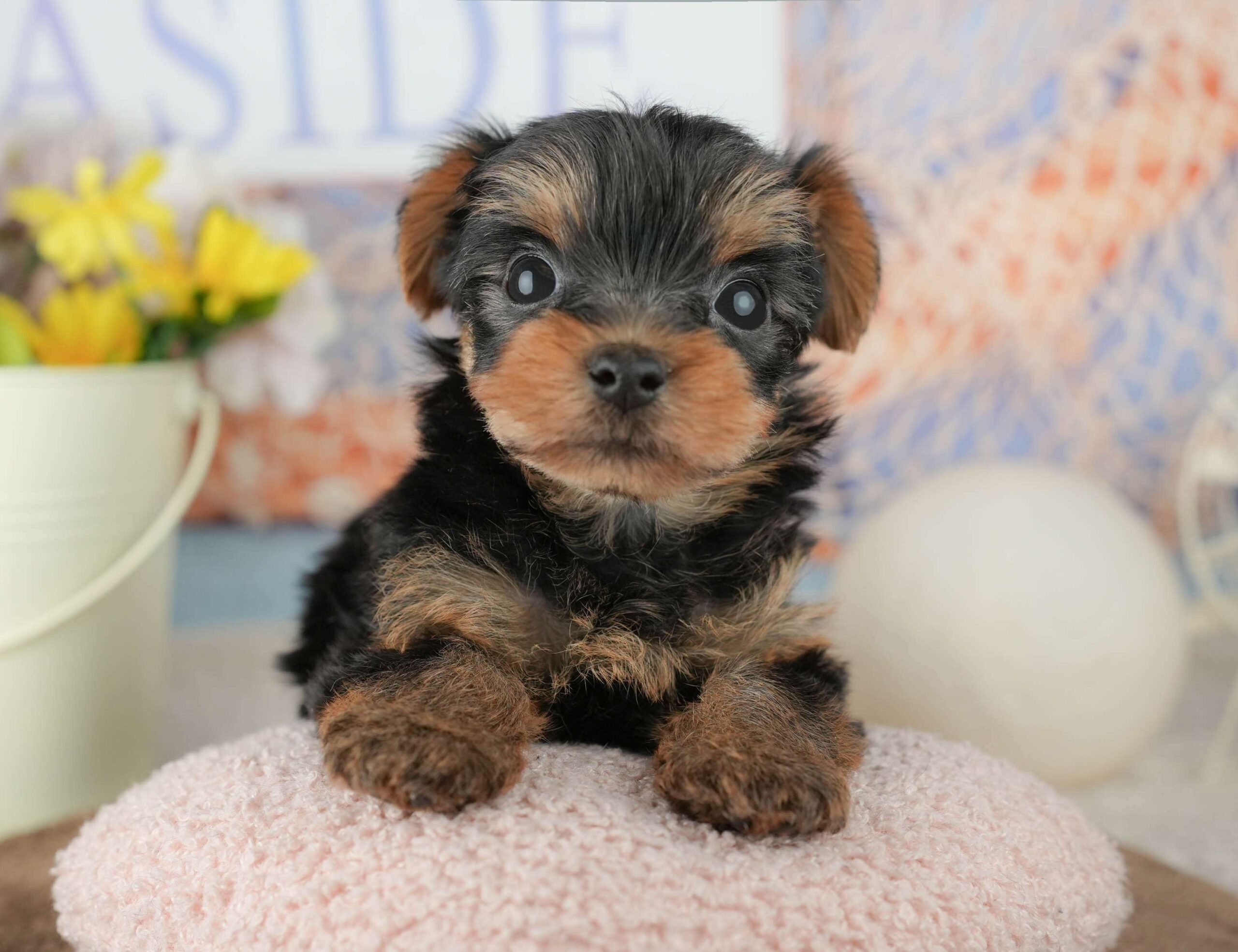 ヨークシャー・テリア | 男の子 | スティールブルー&タン | 2026年1月25日