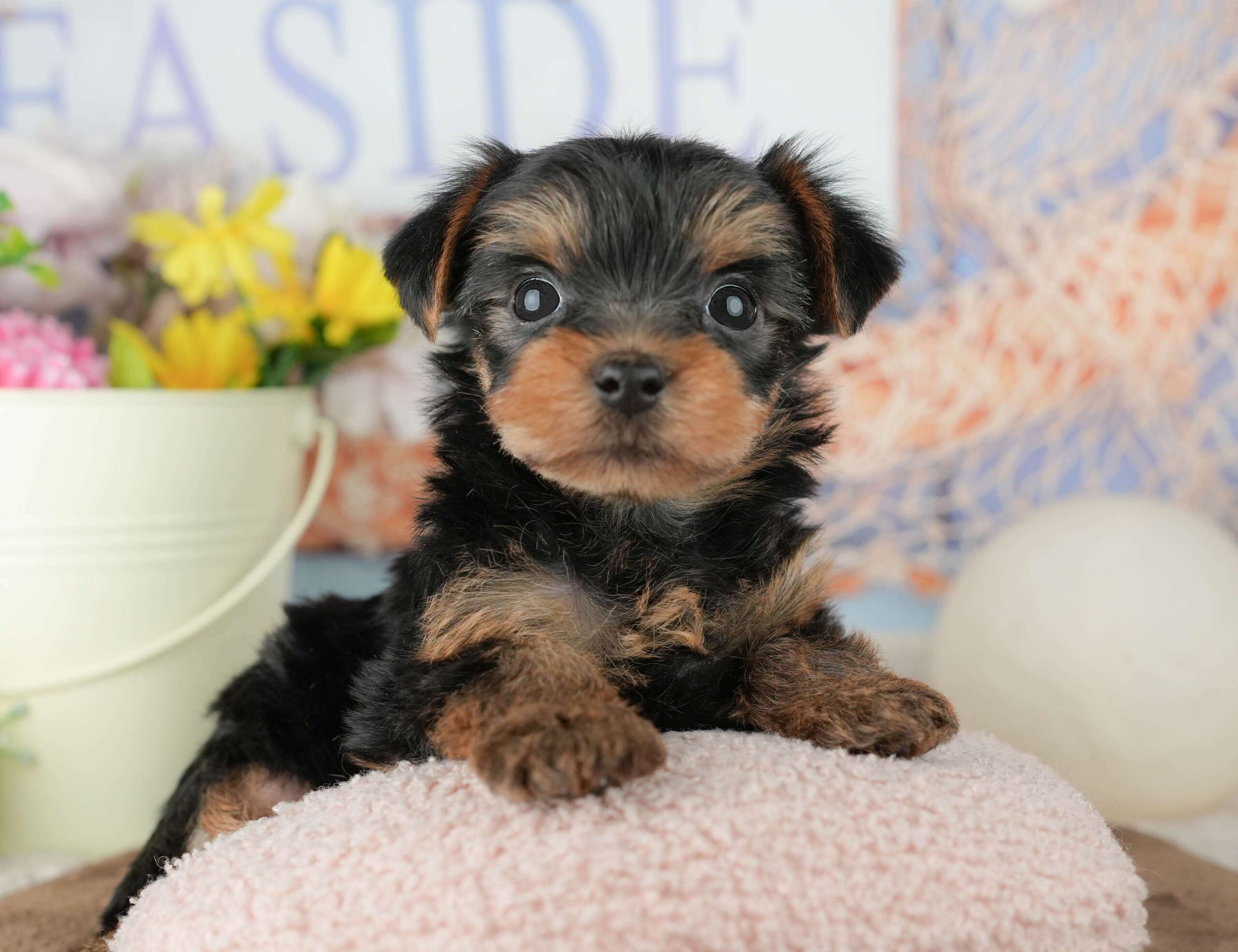 ヨークシャー・テリア | 男の子 | スティールブルー&タン | 2026年1月25日