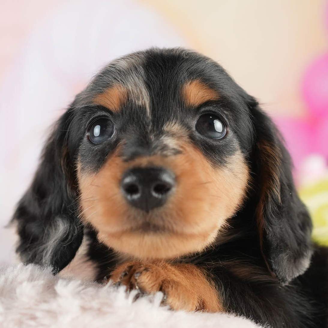 ミニチュア・ダックスフンド(ロング) | 男の子 | シルバーダップル | 2026年1月25日