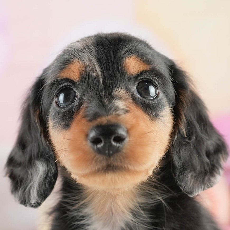 ミニチュア・ダックスフンド(ロング) | 男の子 | シルバーダップル | 2026年1月25日