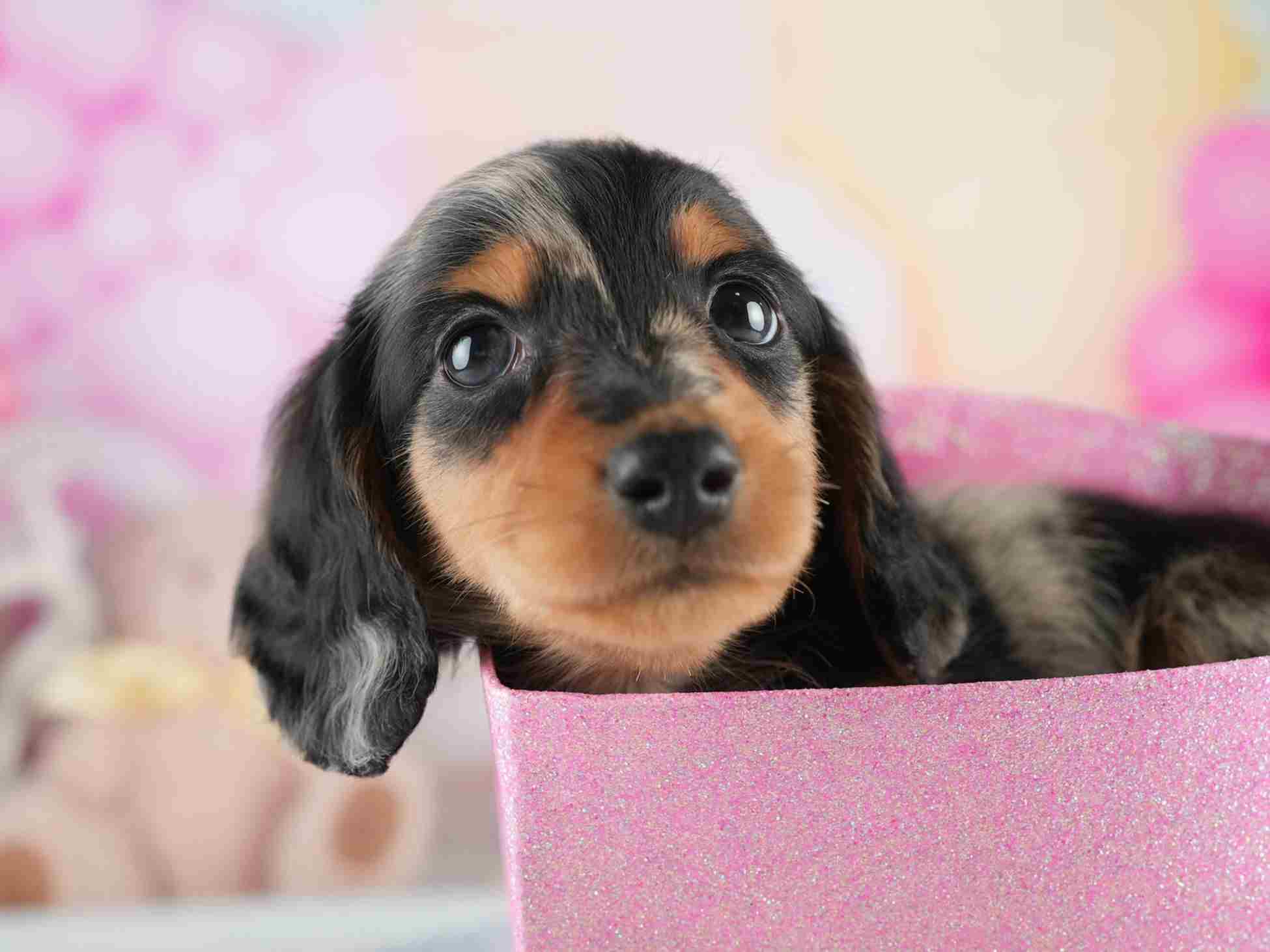 ミニチュア・ダックスフンド(ロング) | 男の子 | シルバーダップル | 2026年1月25日