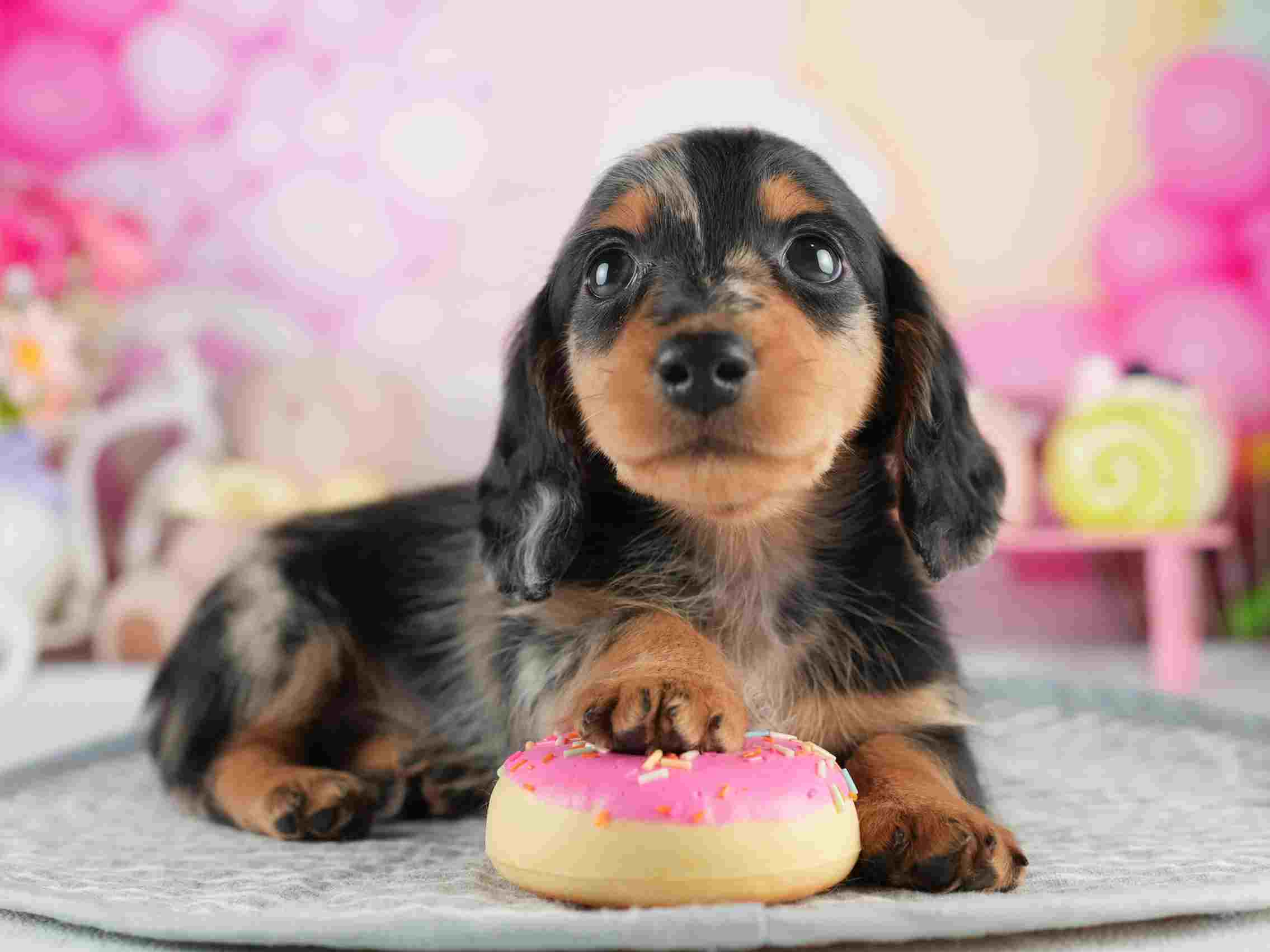 ミニチュア・ダックスフンド(ロング) | 男の子 | シルバーダップル | 2026年1月25日